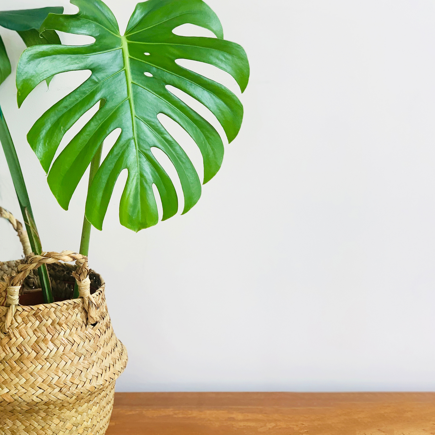 MONSTERA DELICIOSA