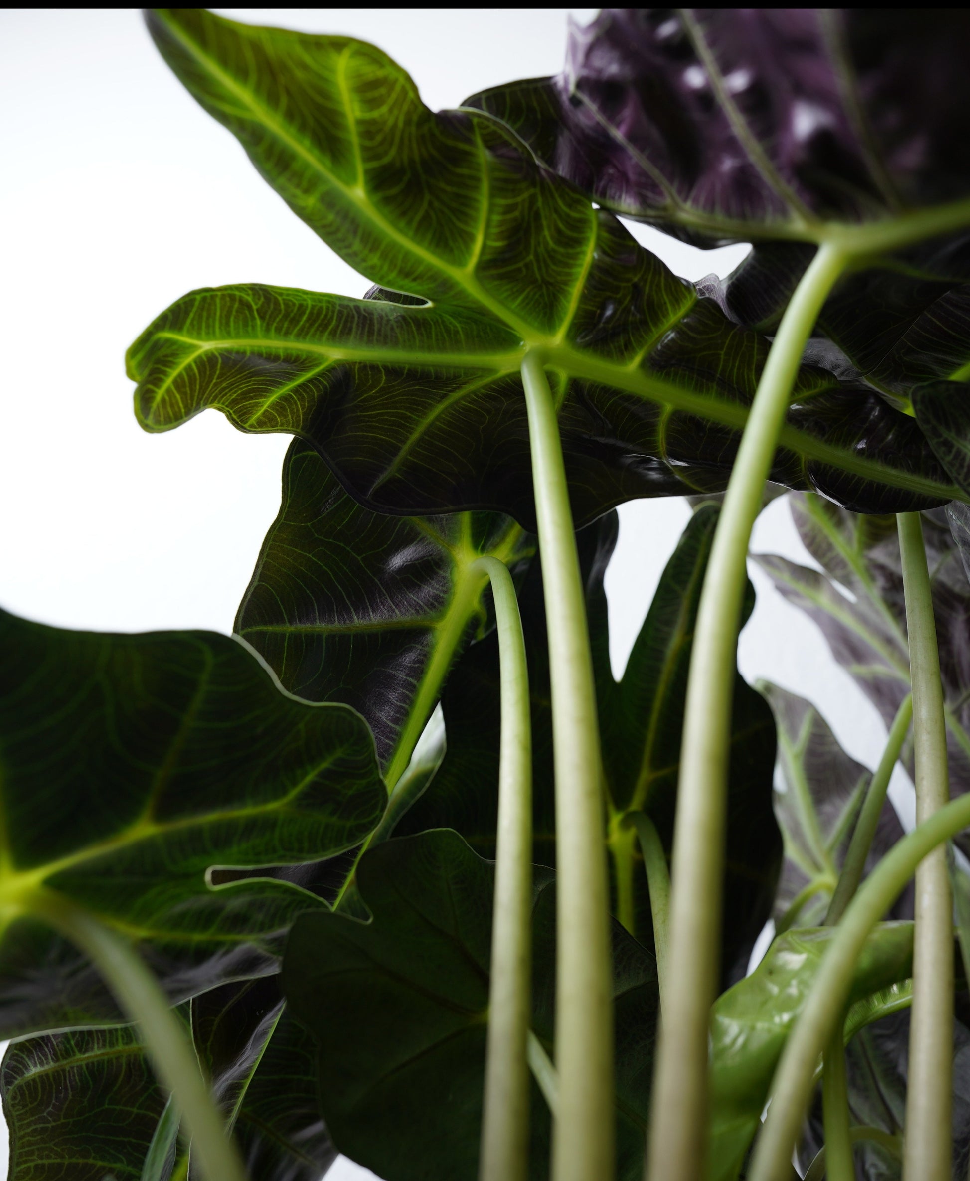 alocasia amazonica