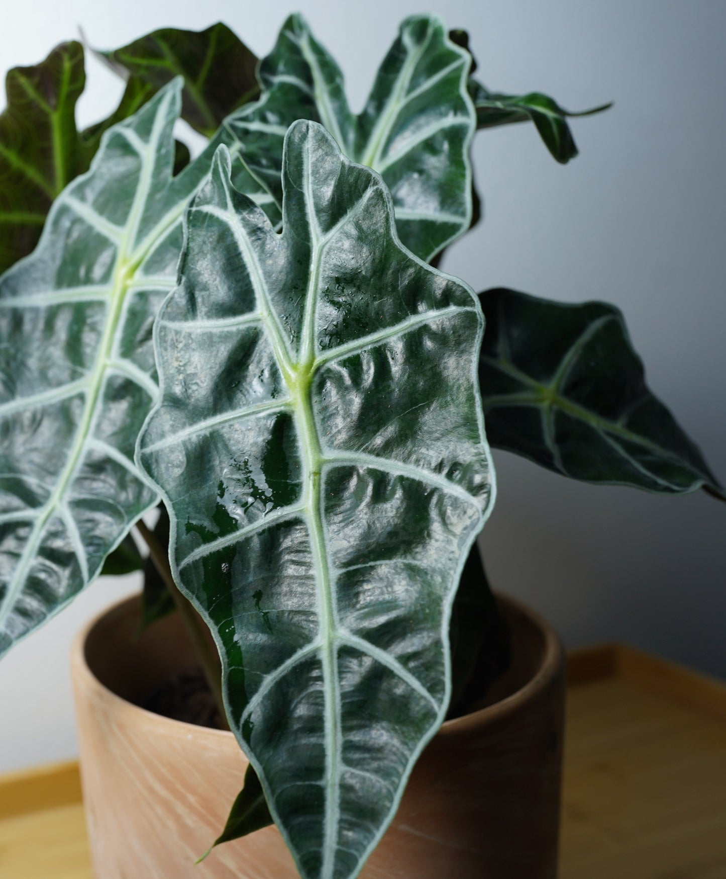 alocasia amazonica