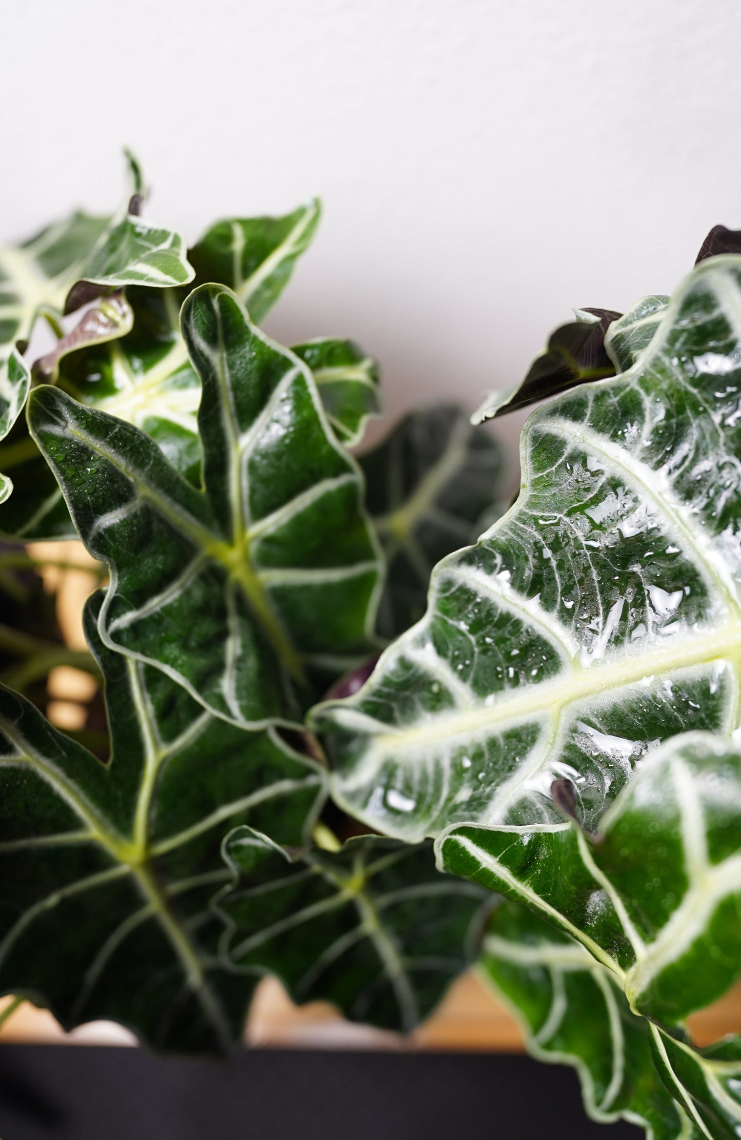 alocasia amazonica