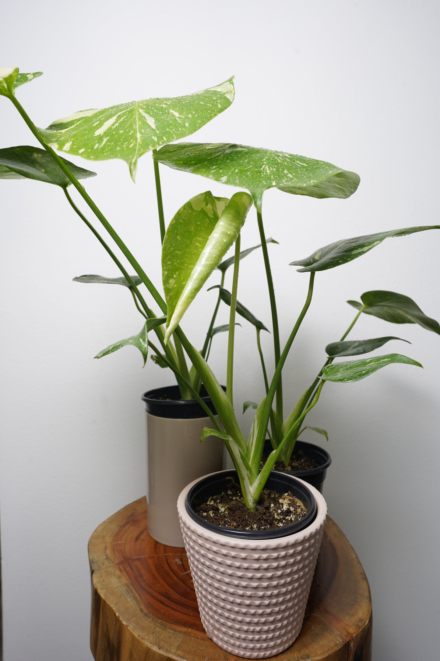 monstera thai constellation