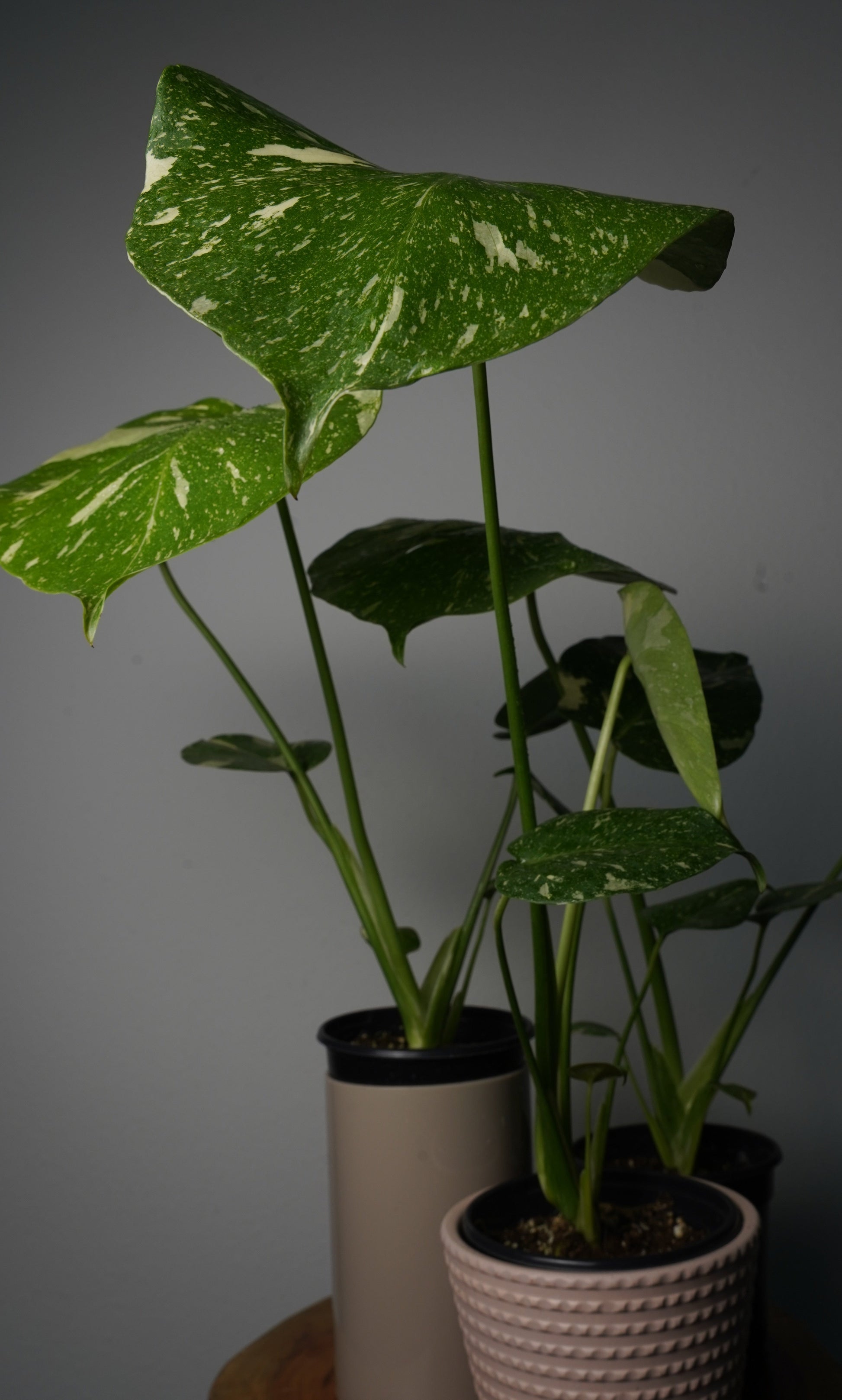 monstera thai constellation