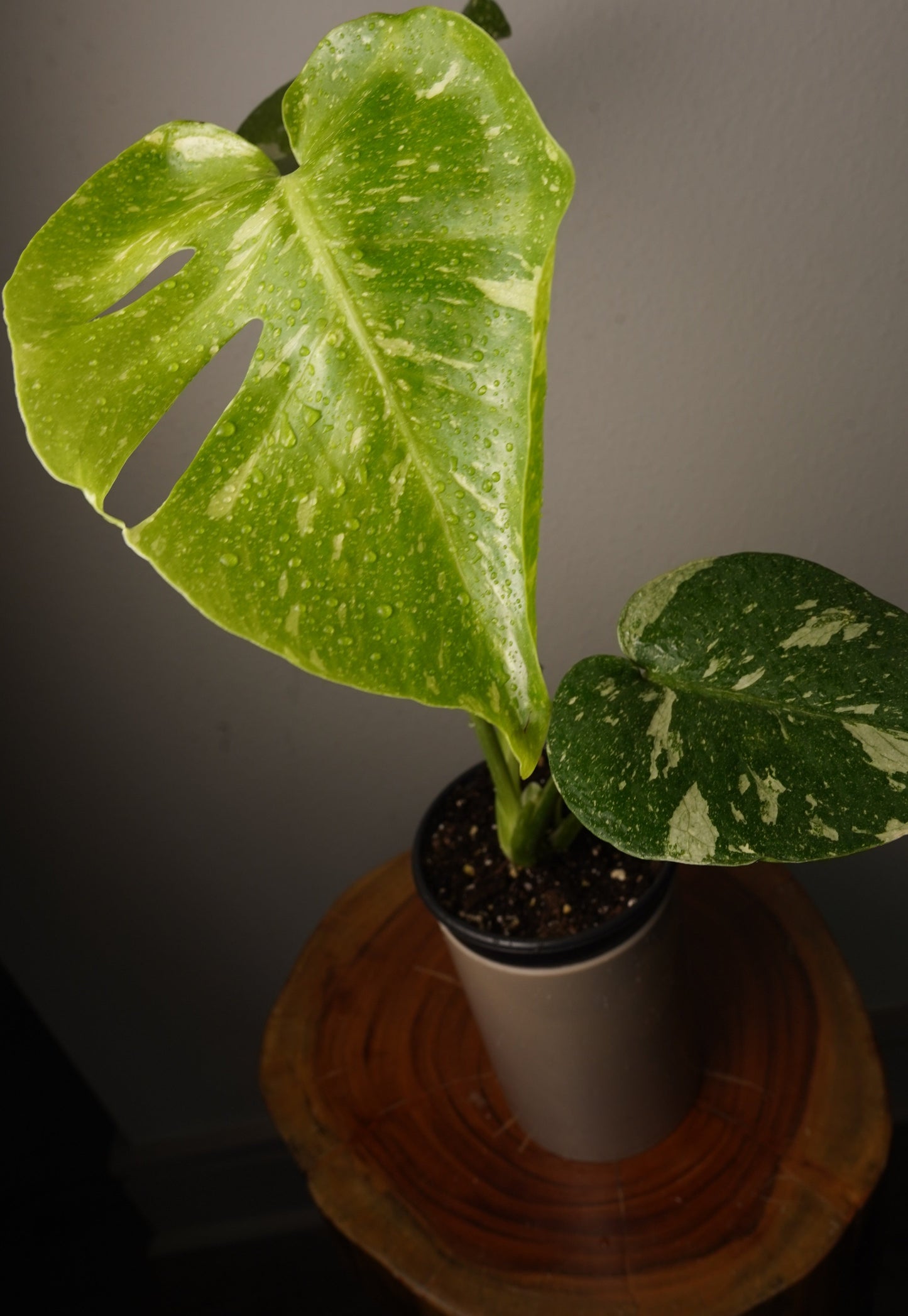 monstera thai constellation