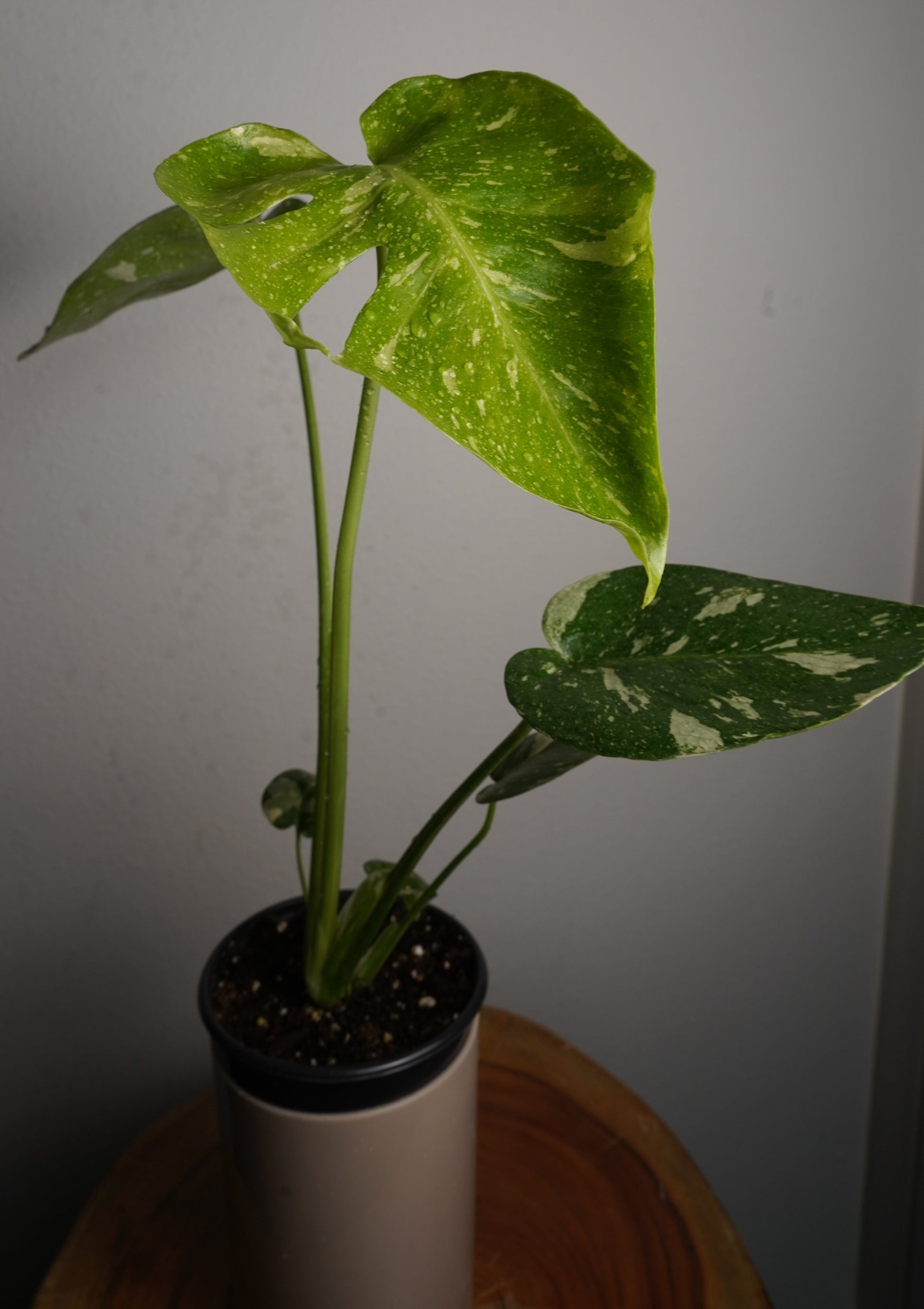 monstera thai constellation