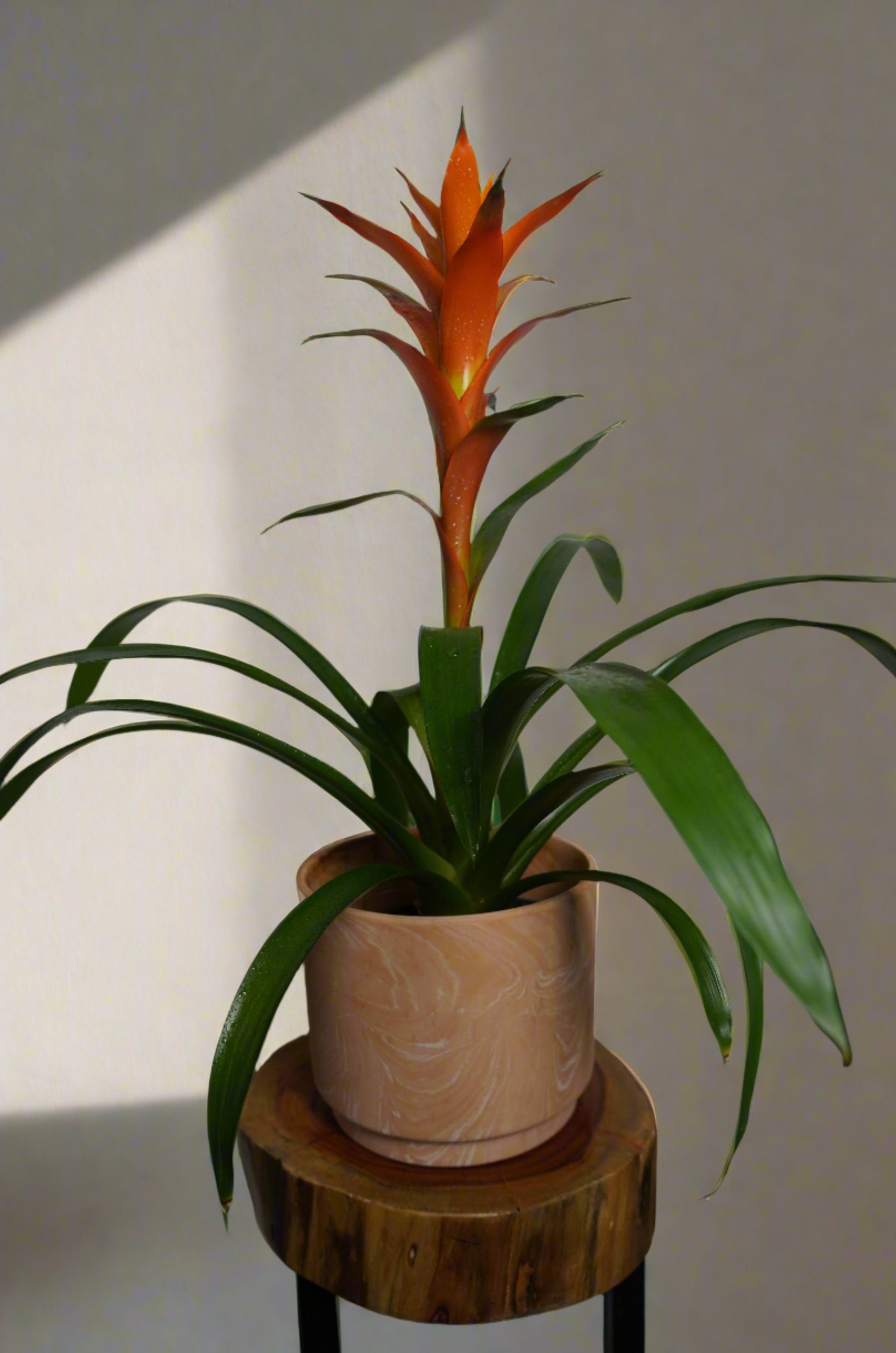 orange bromeliad