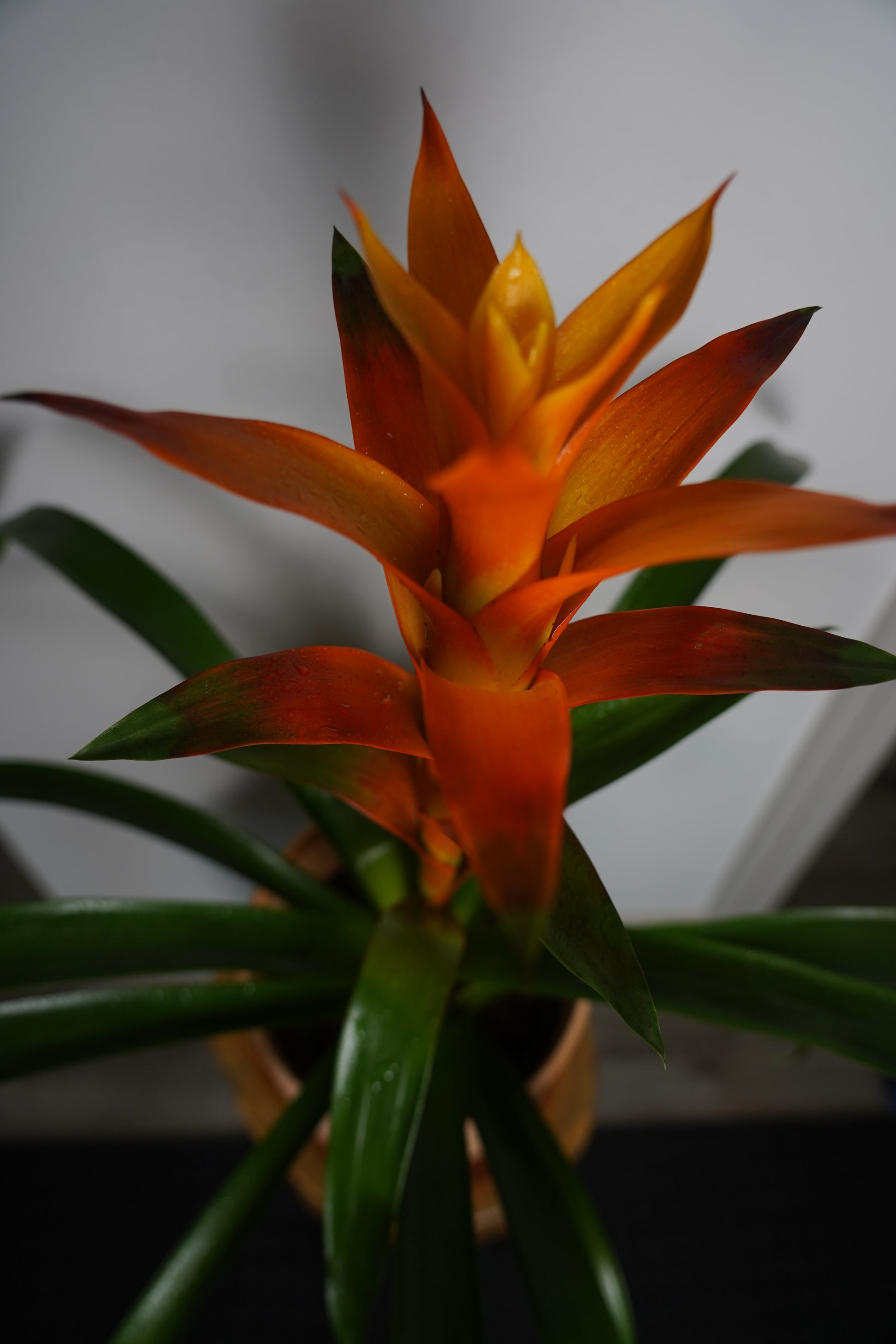 orange bromeliad