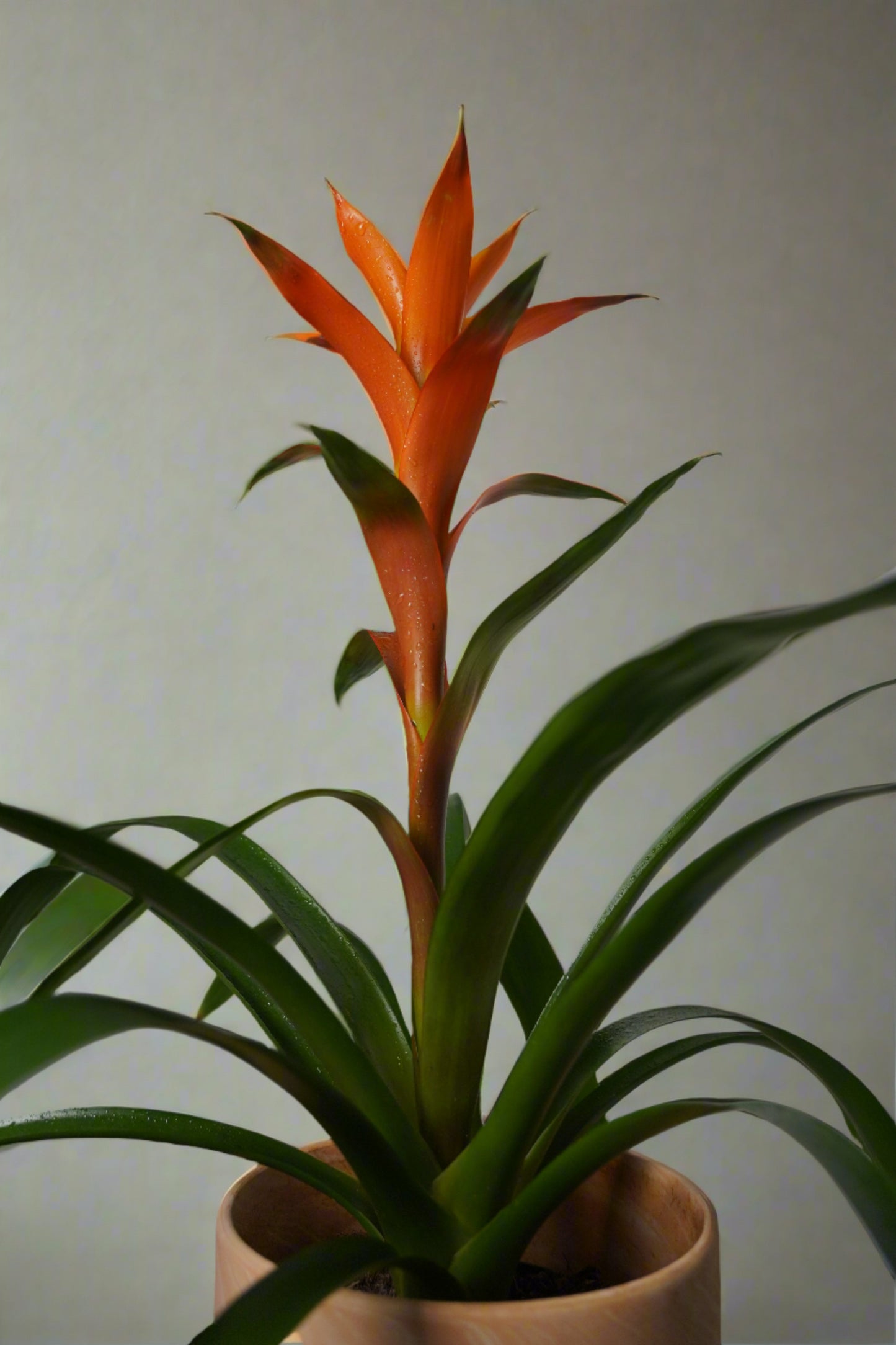 orange bromeliad