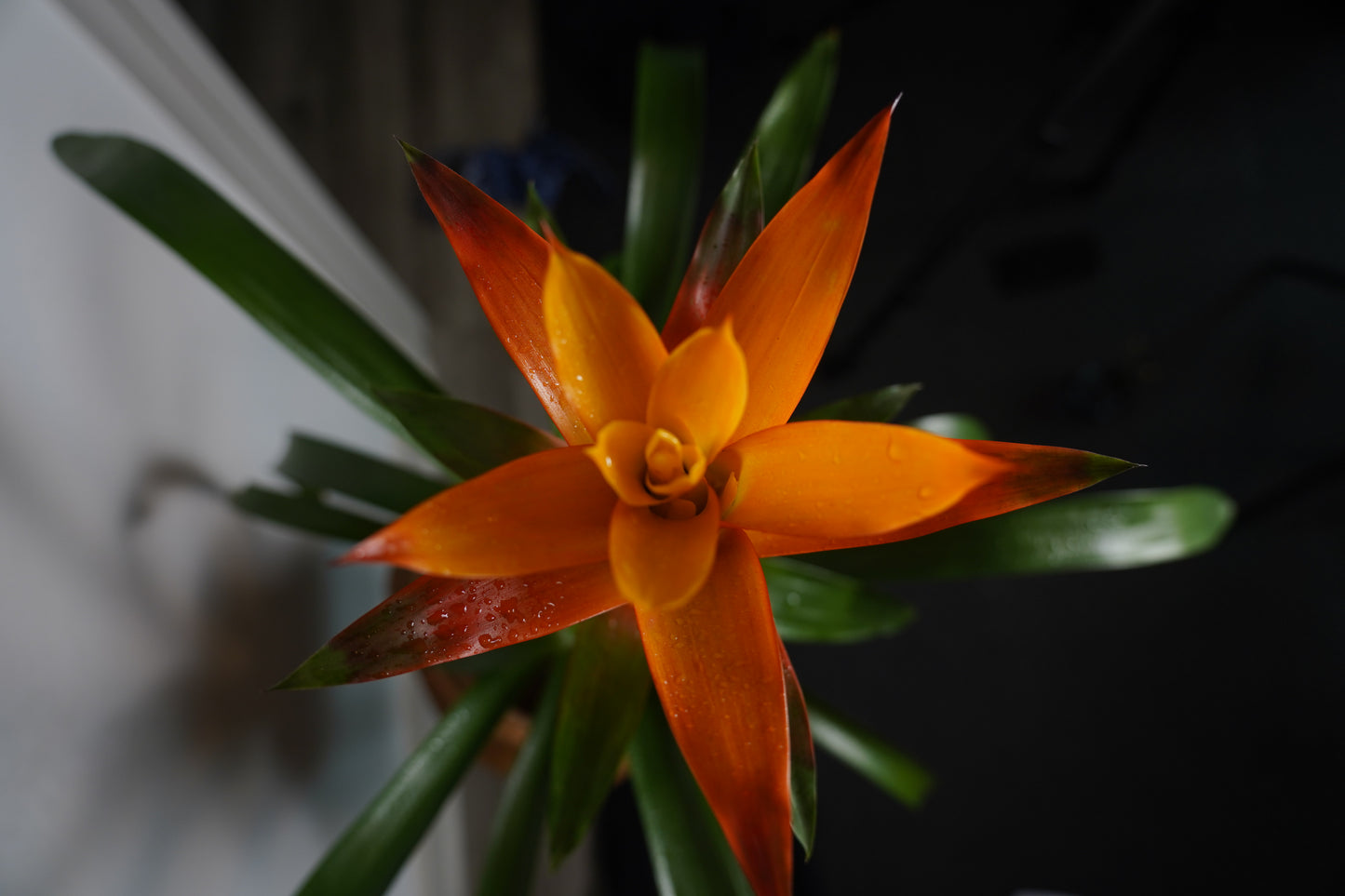 orange bromeliad