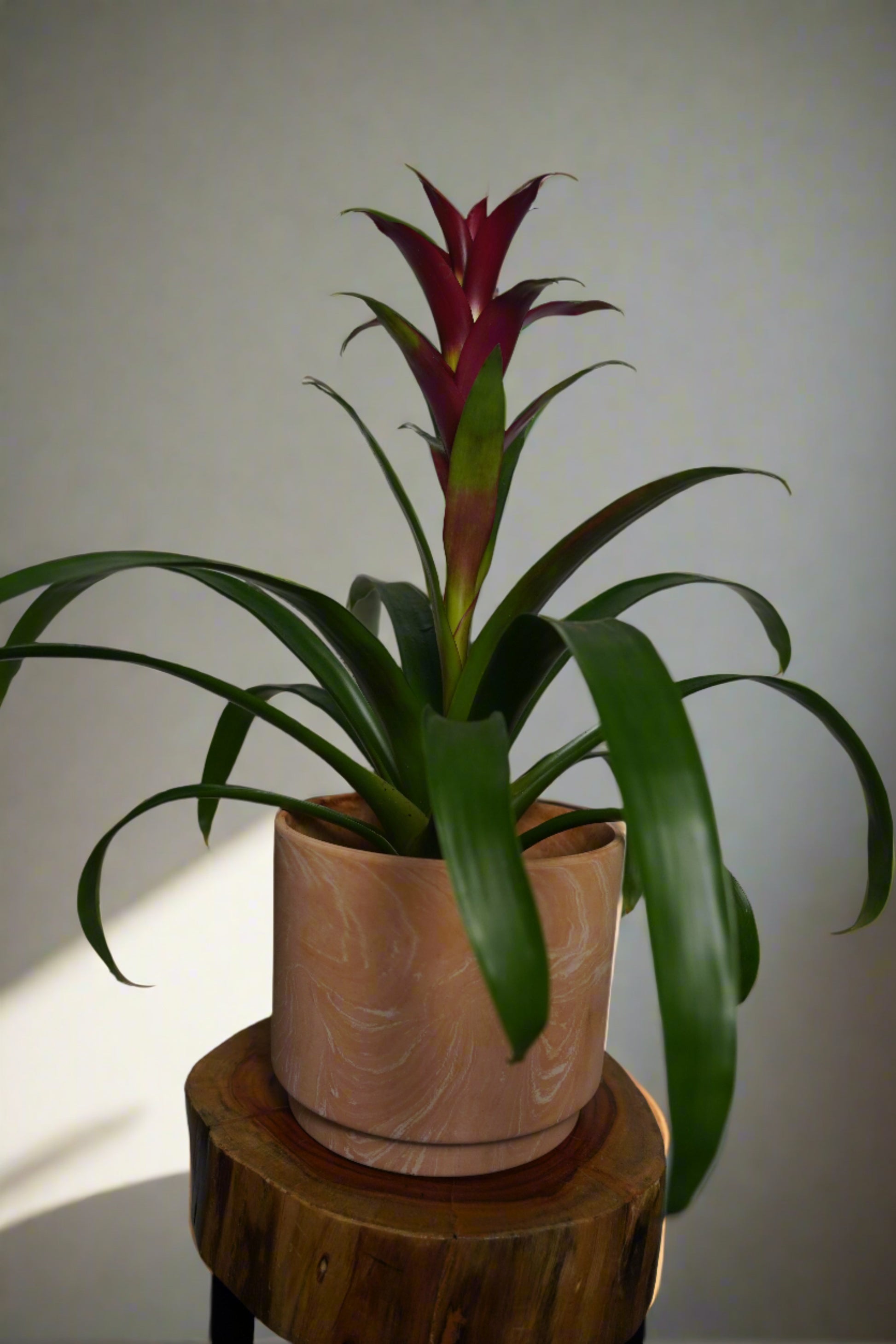 purple bromeliad