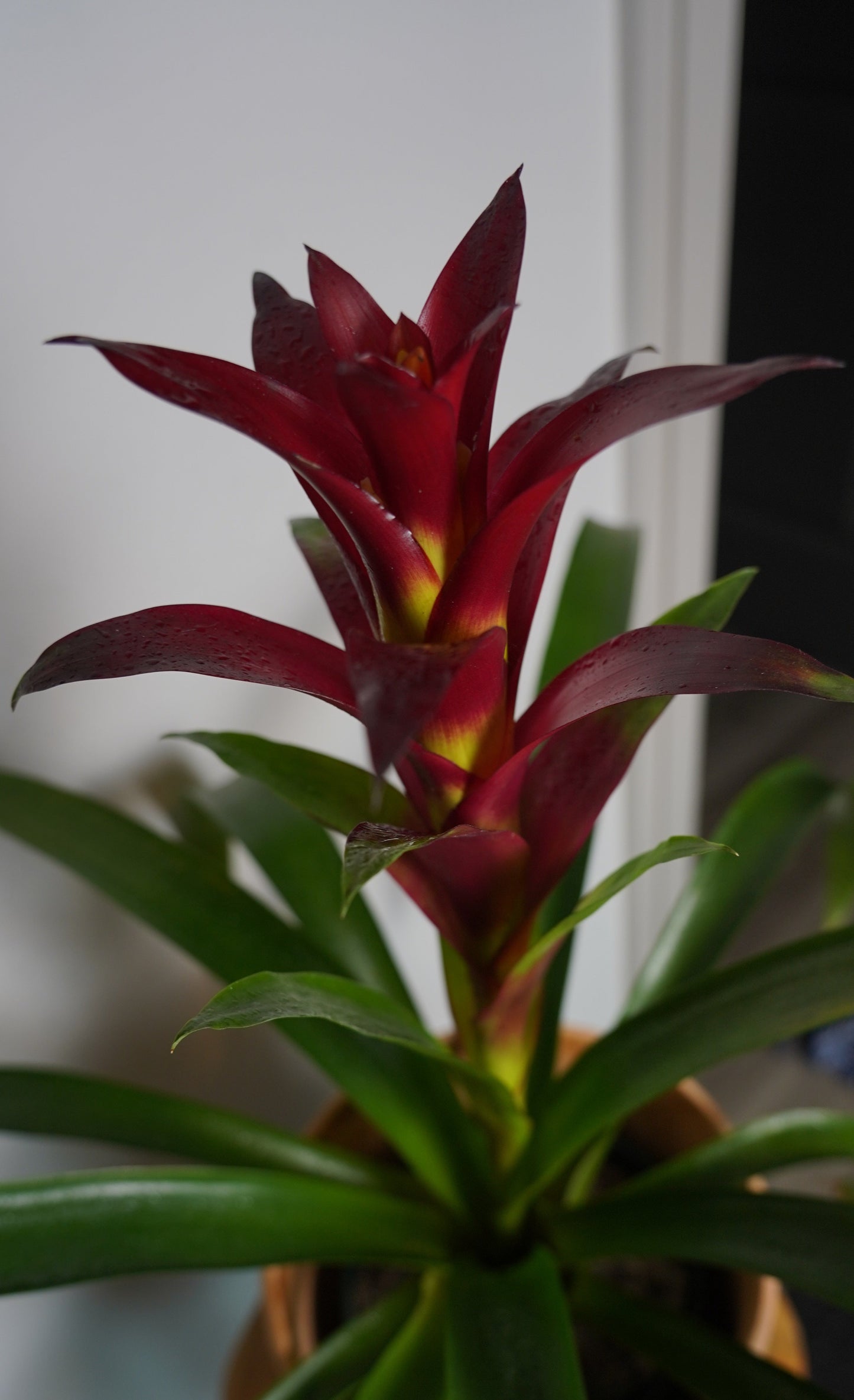 BROMELIAD GUZMANIA