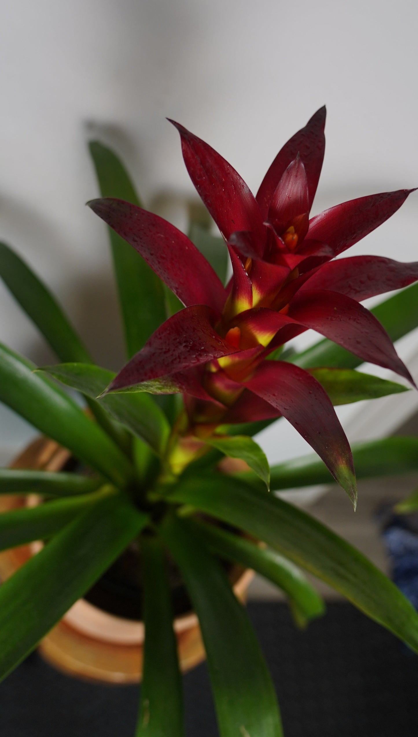 BROMELIAD GUZMANIA