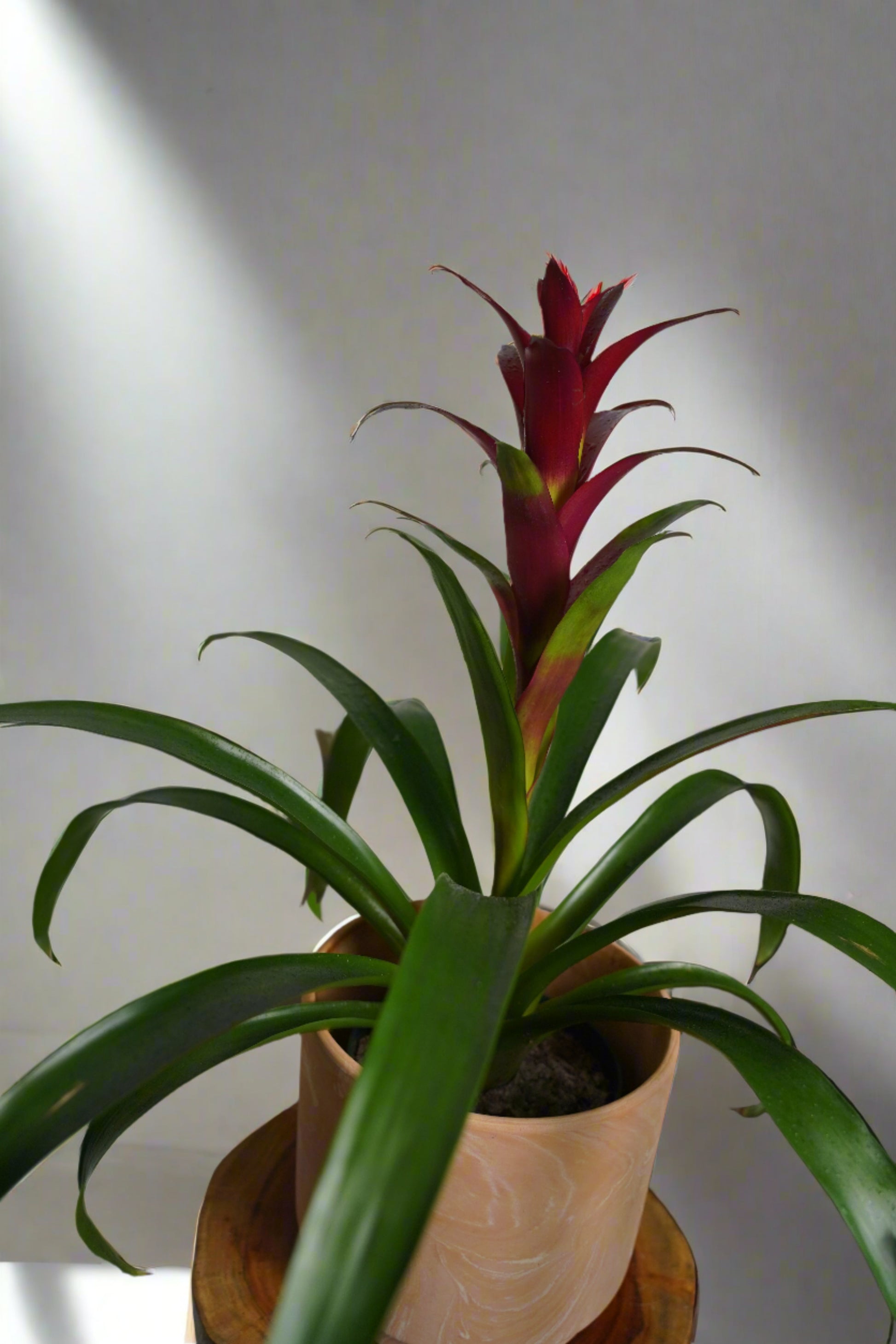 purple bromeliad