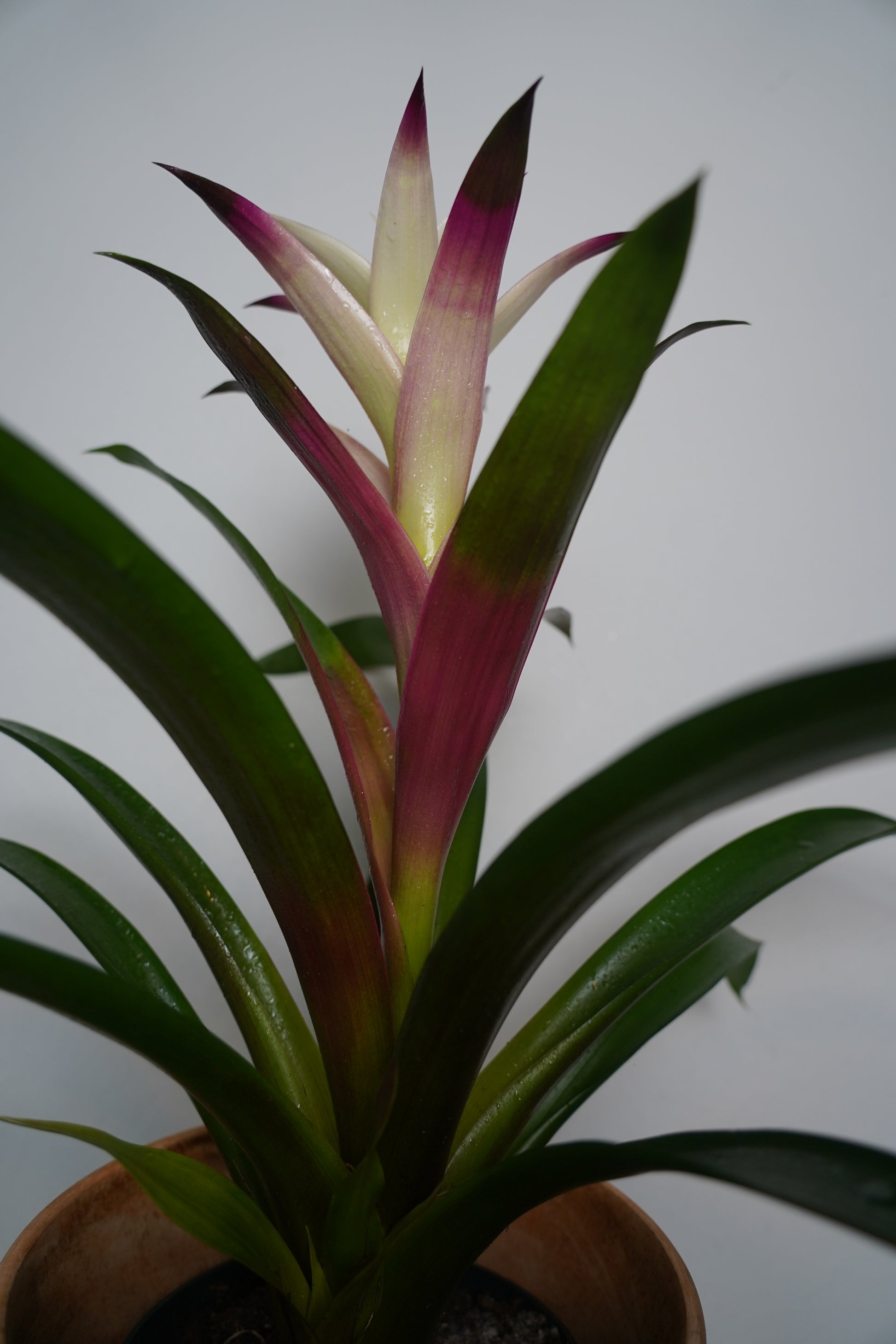 white bromeliad