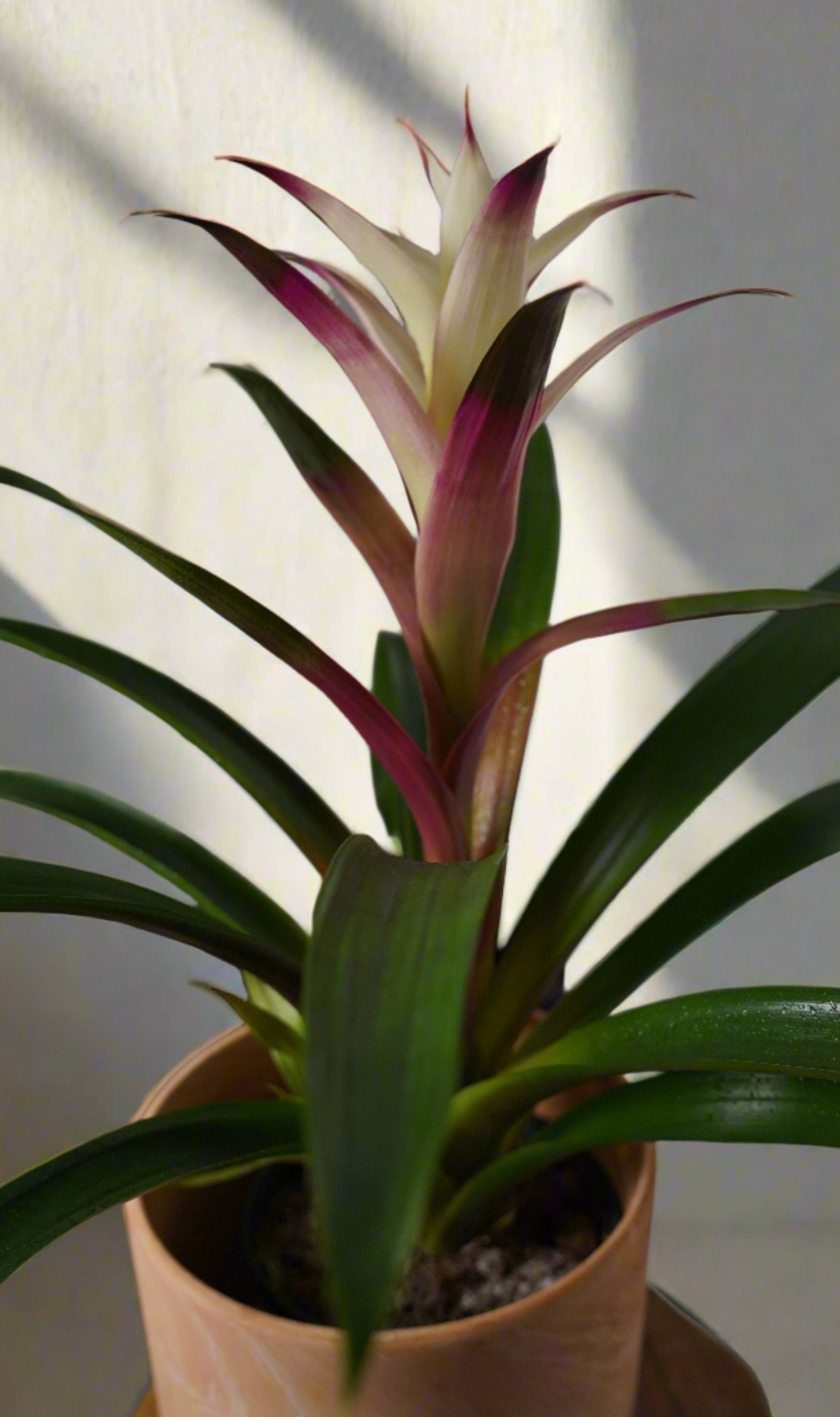 white bromeliad