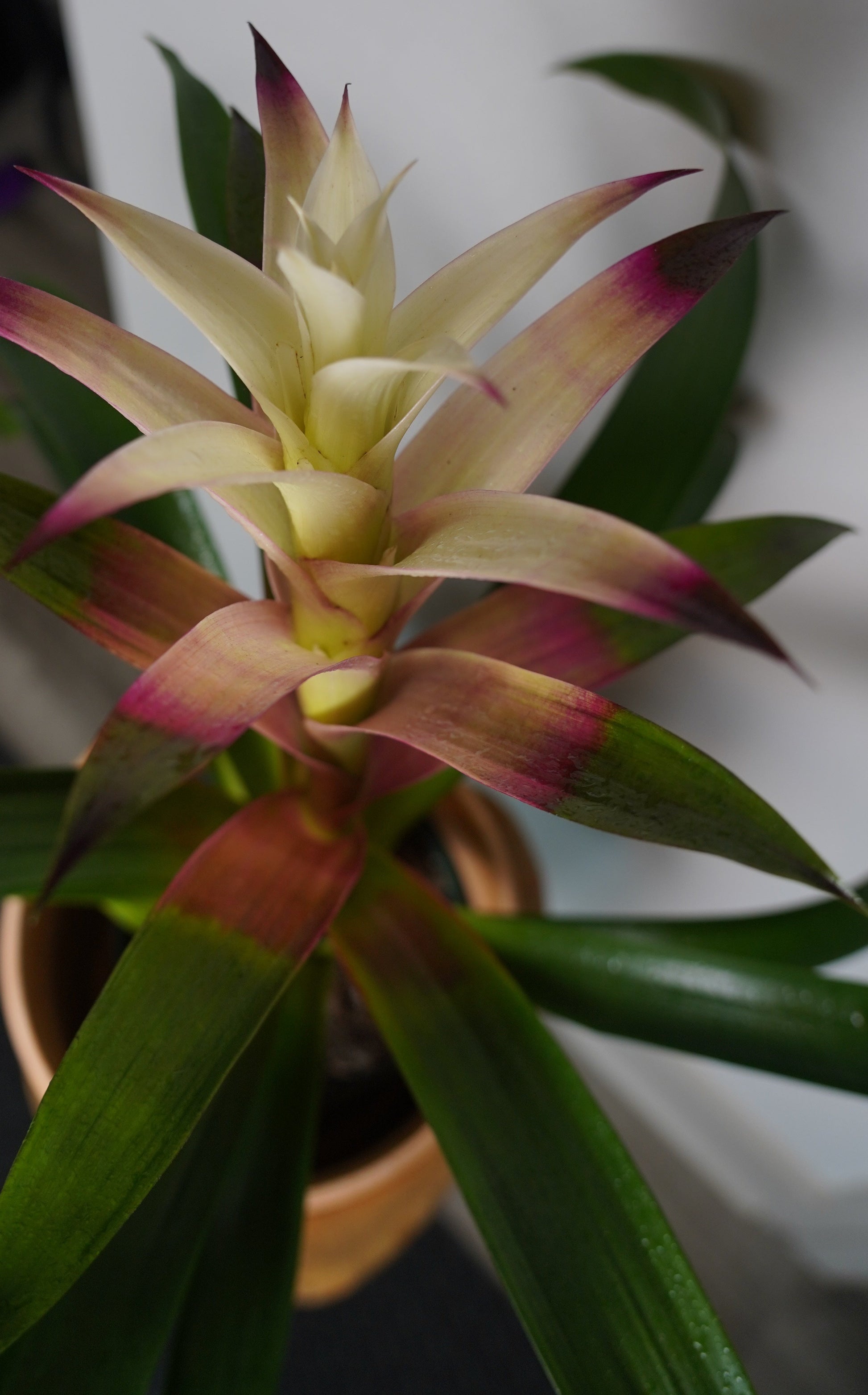 white bromeliad