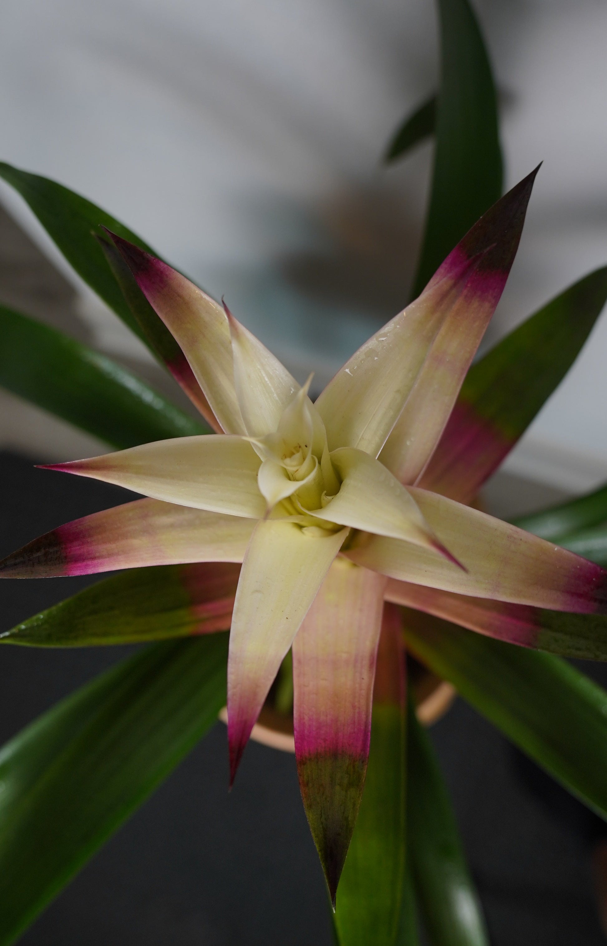 white bromeliad