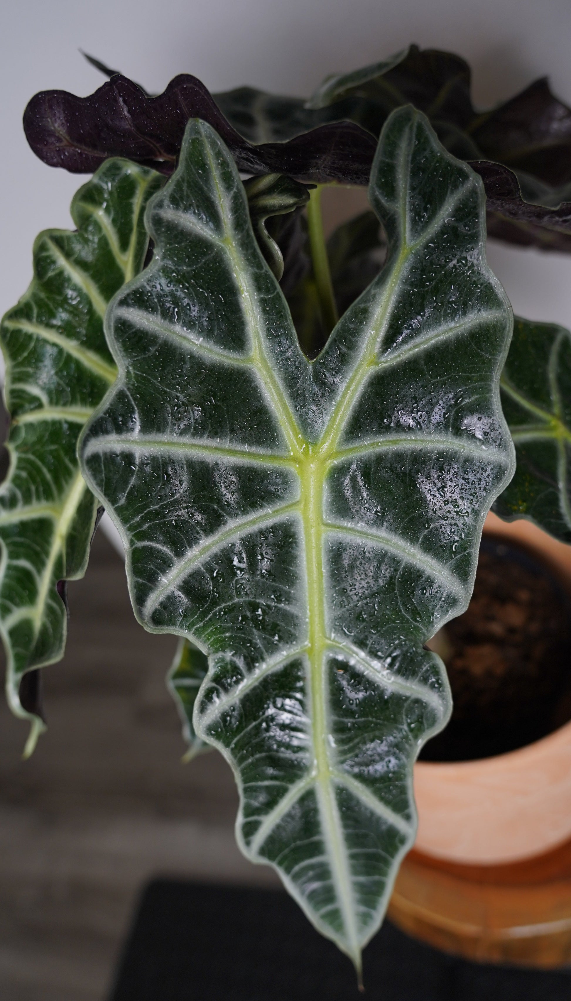 alocasia amazonica