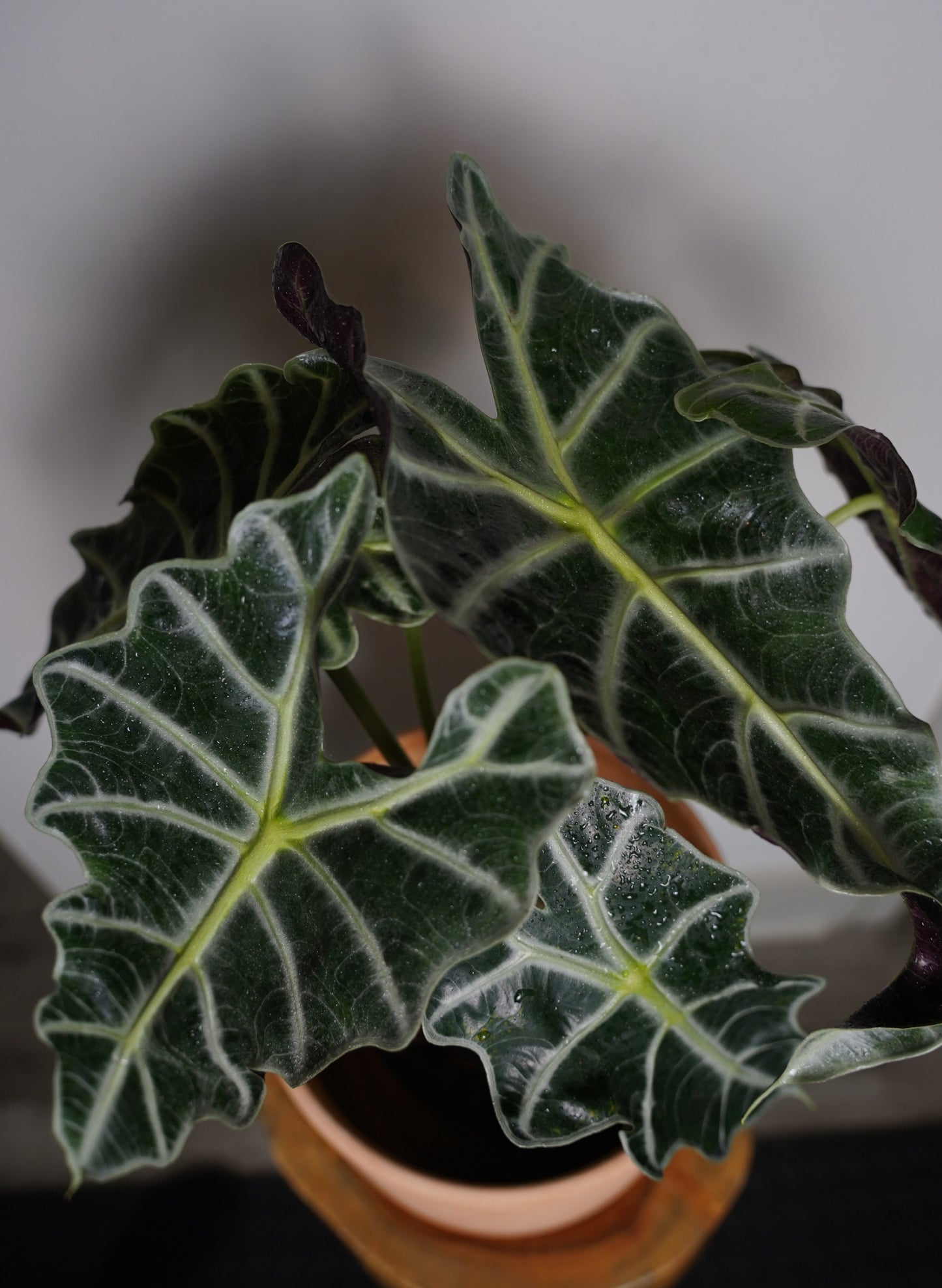 alocasia amazonica