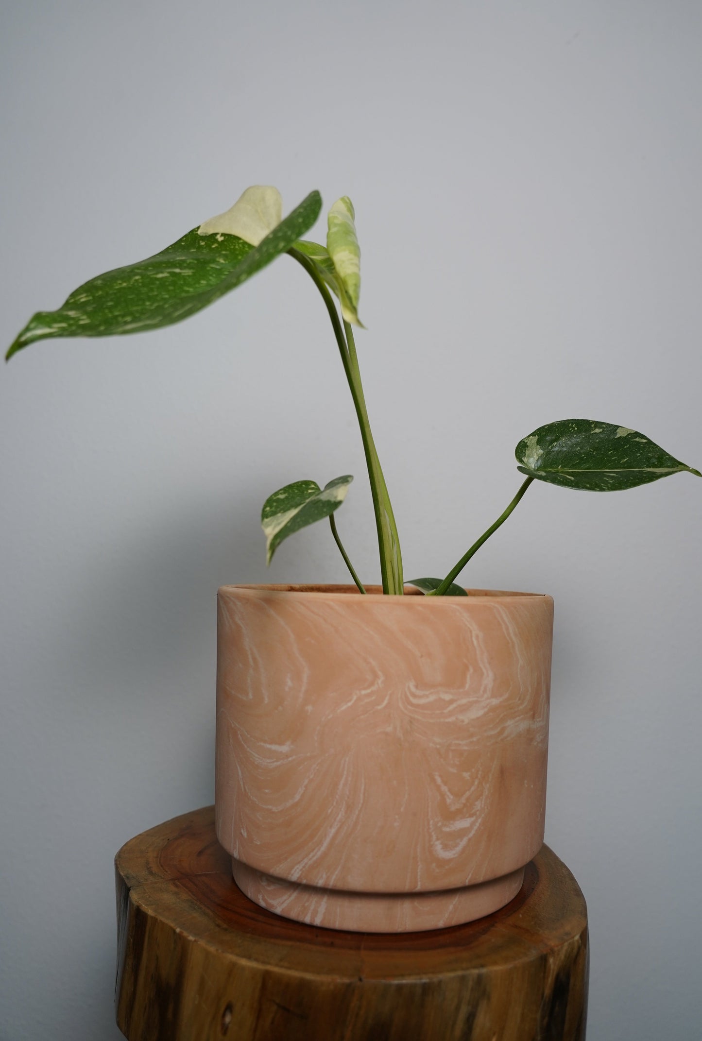 monstera thai constellation