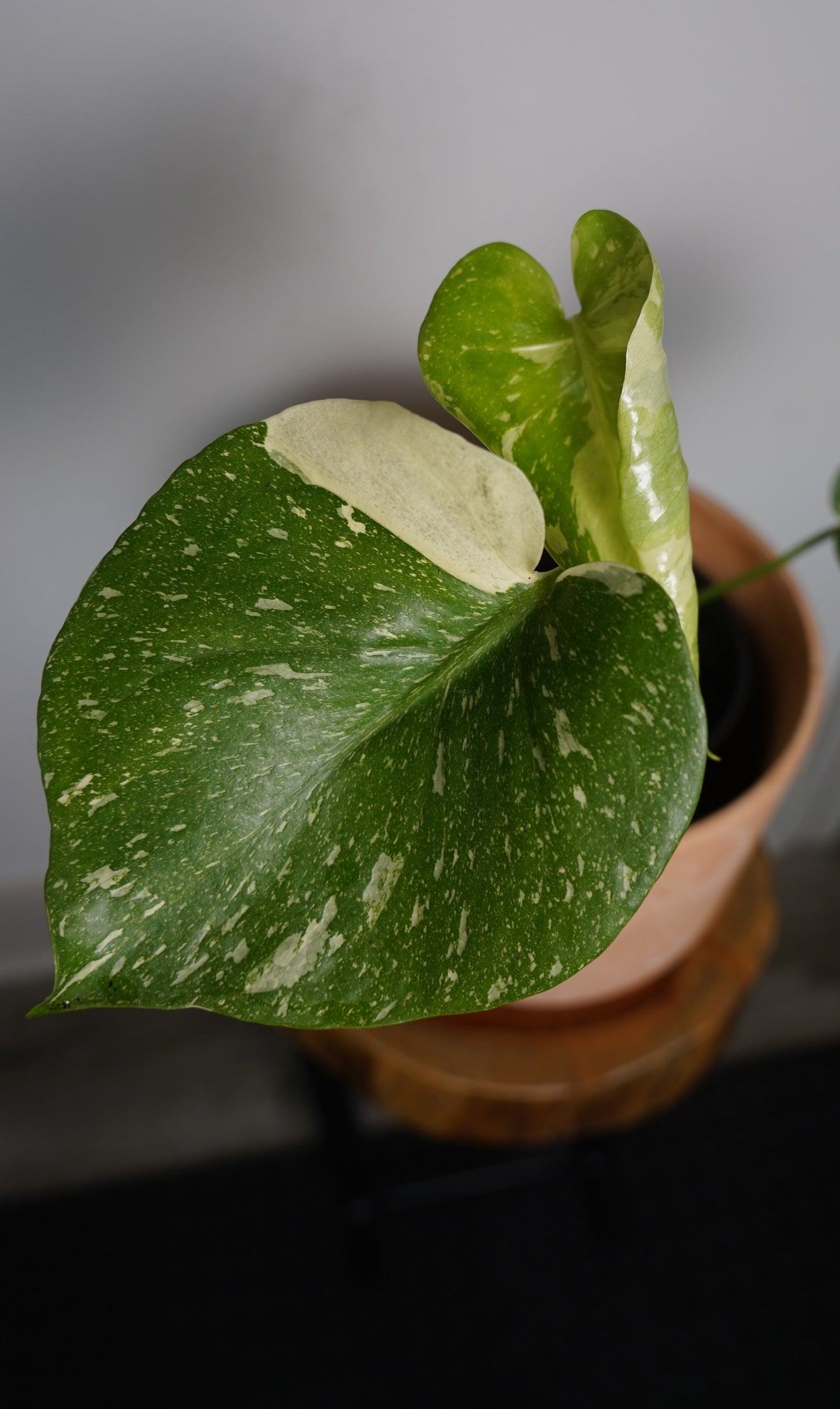 monstera thai constellation