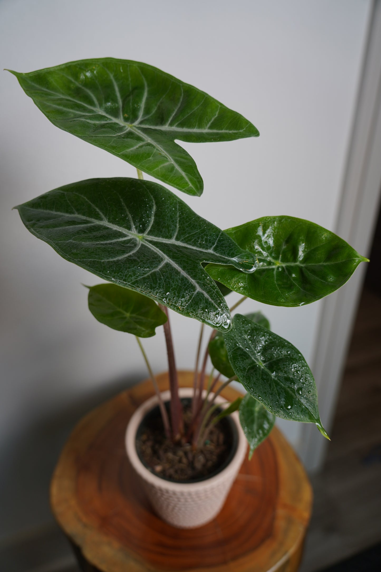 ALOCASIA ✌️