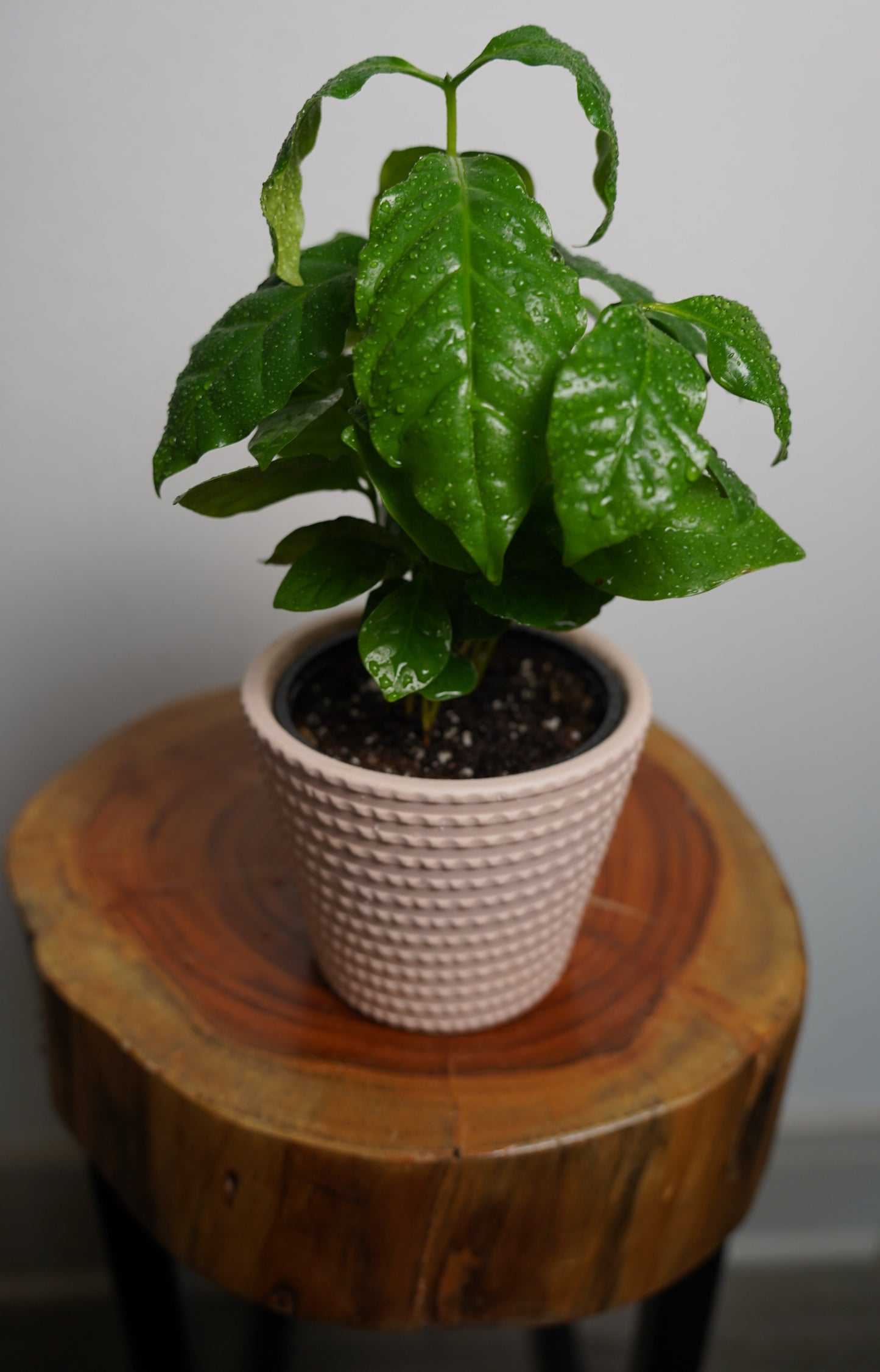 coffee plant