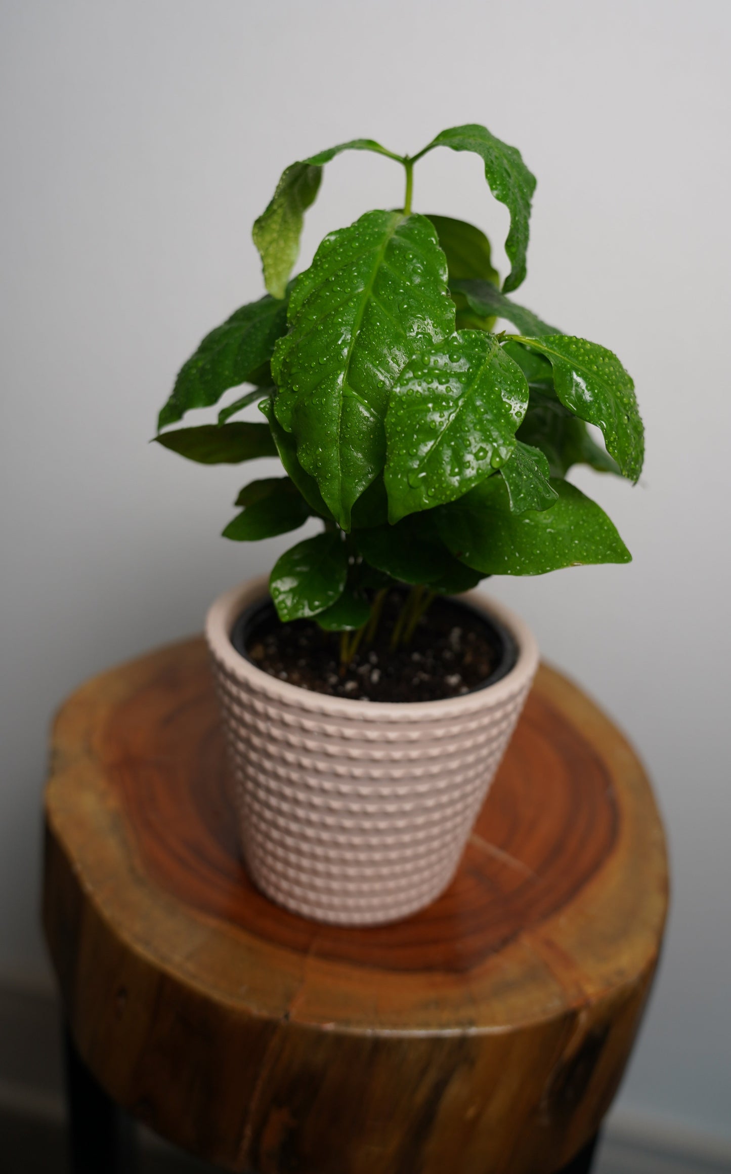 coffee plant