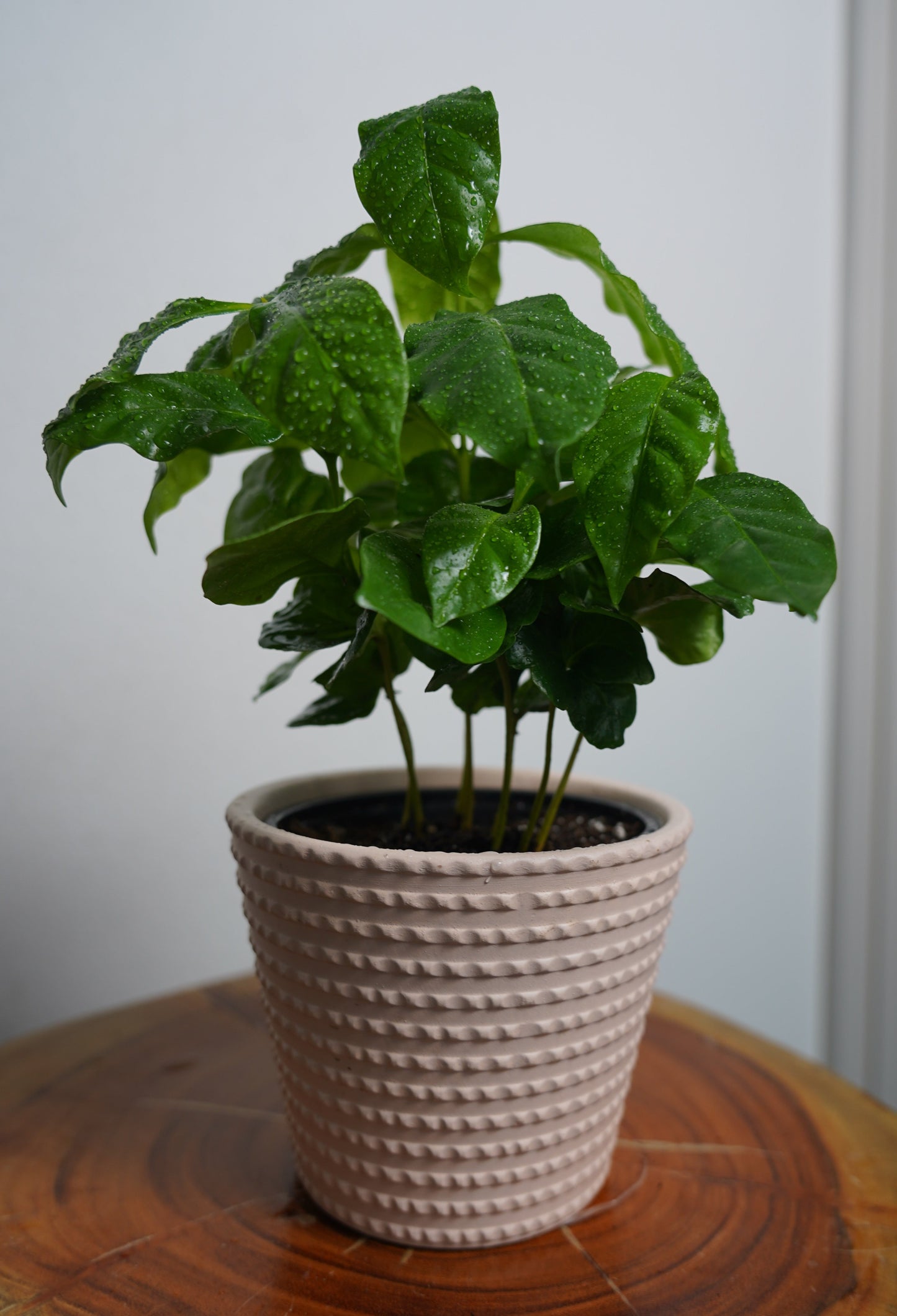 coffee plant