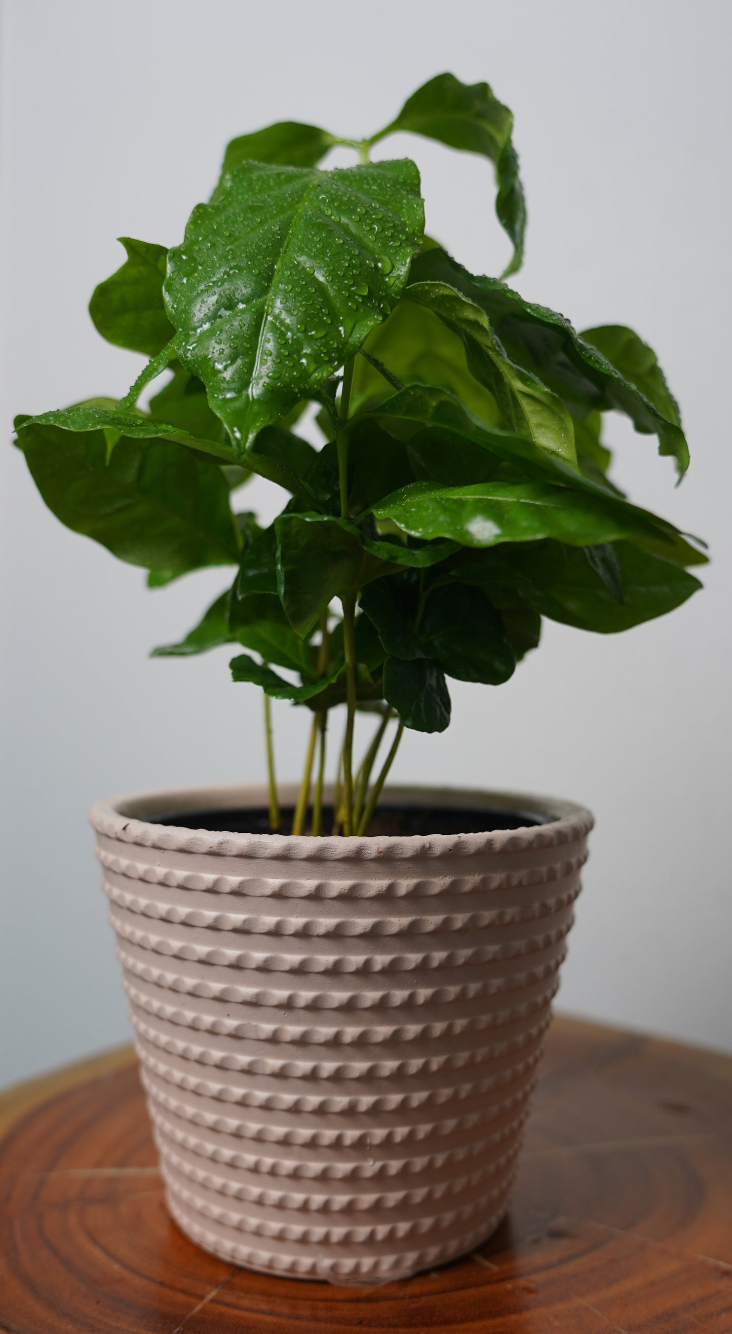 coffee plant