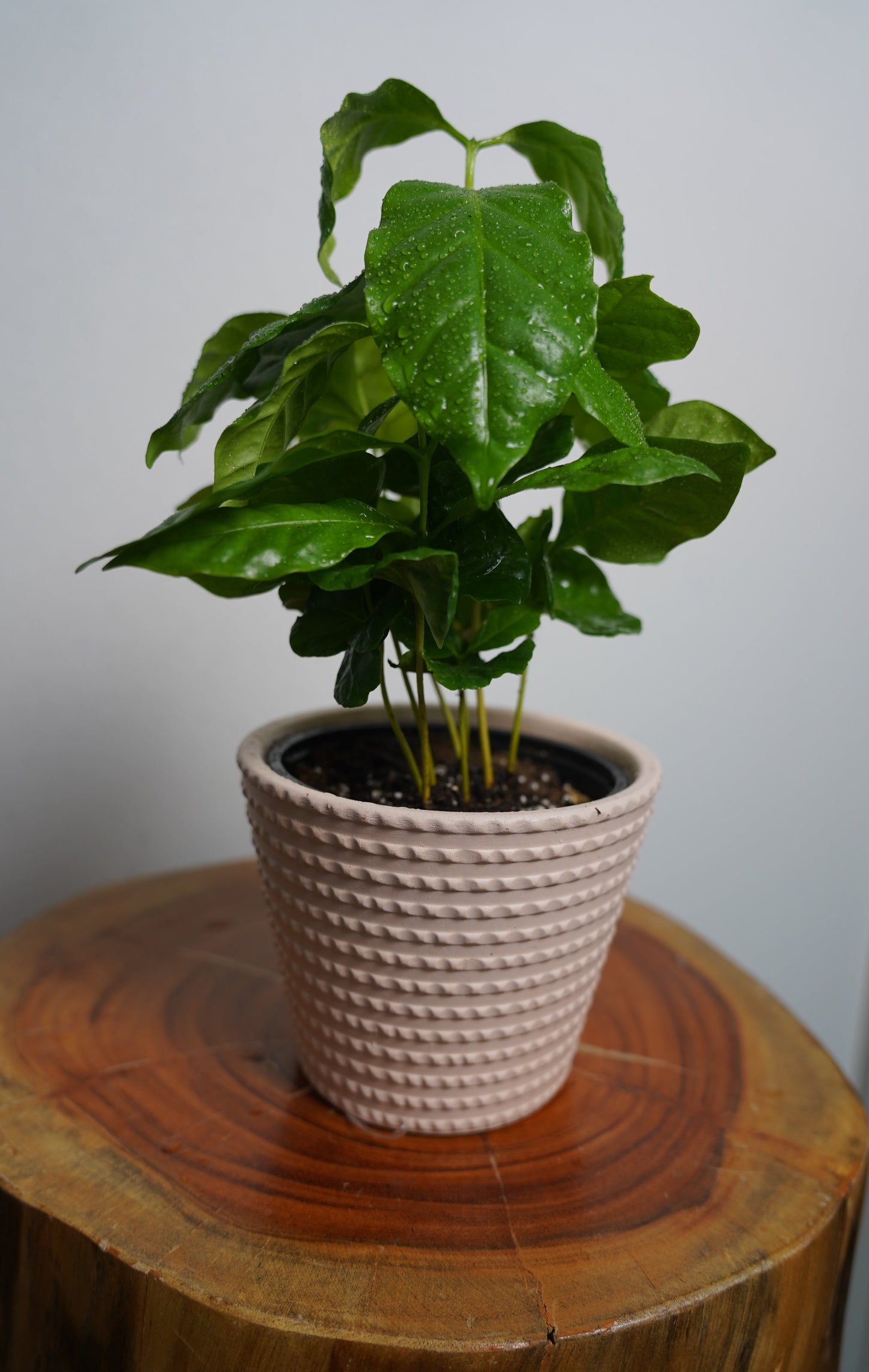 coffee plant