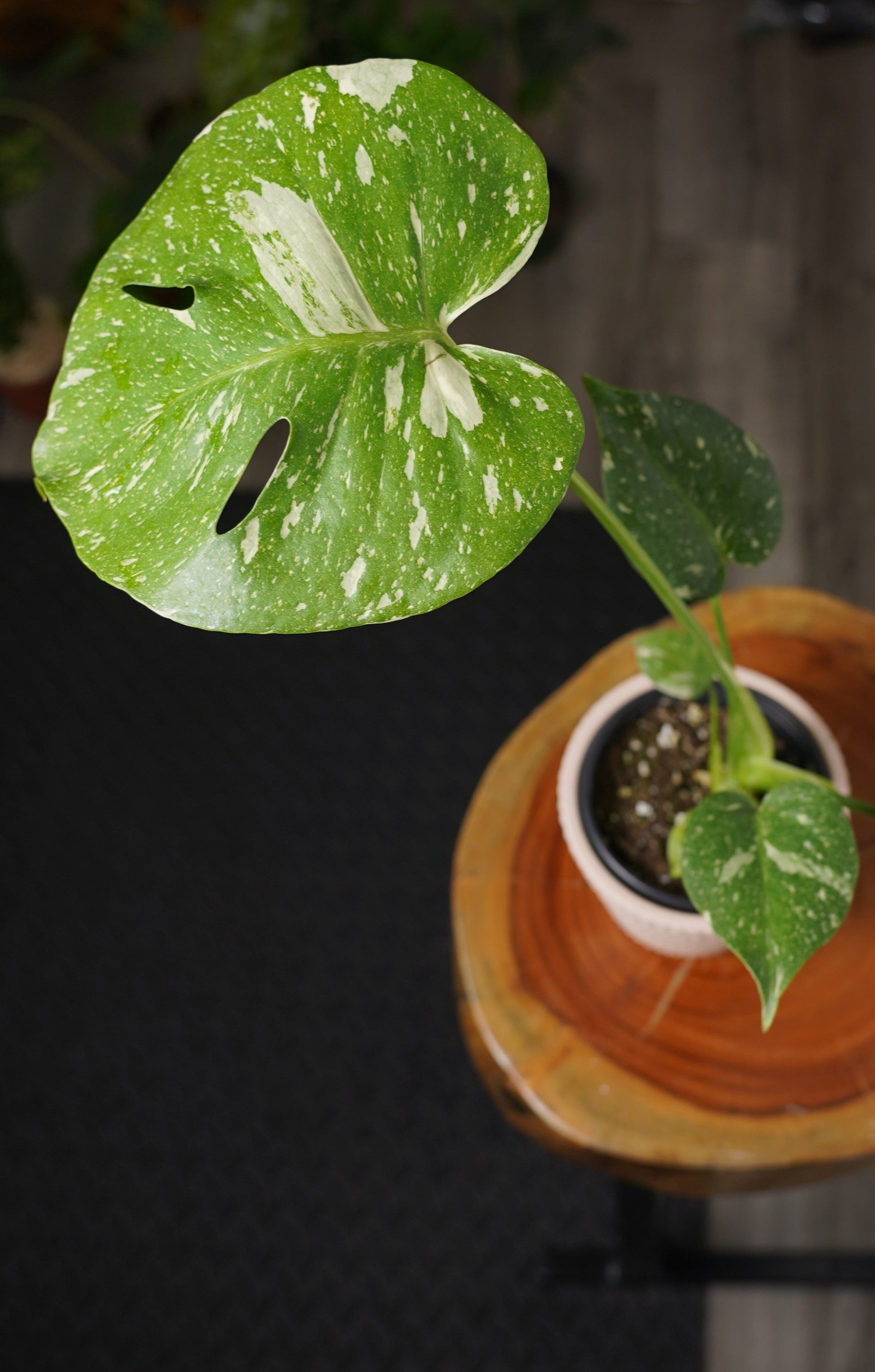 monstera thai constellation