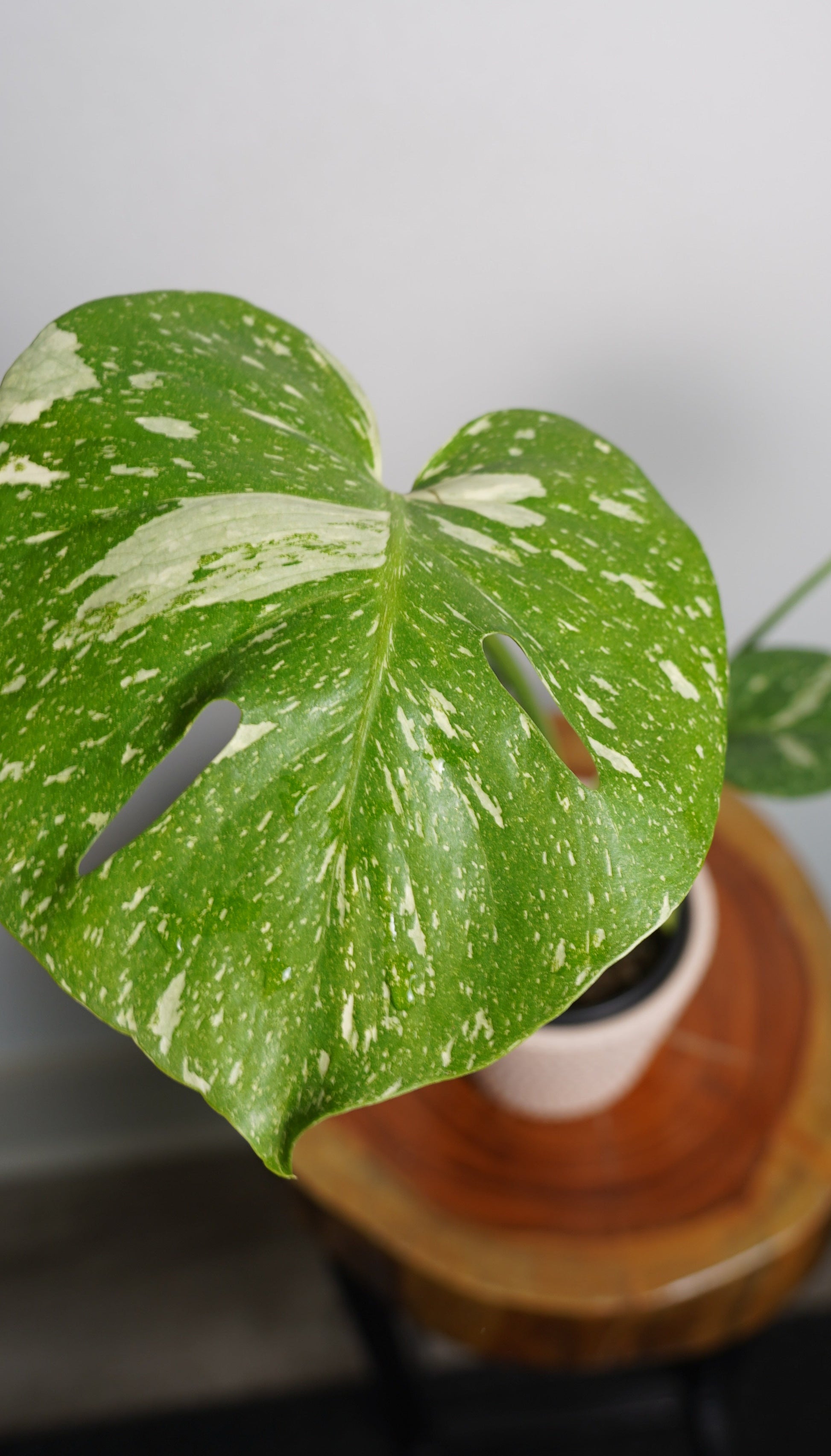 monstera thai constellation