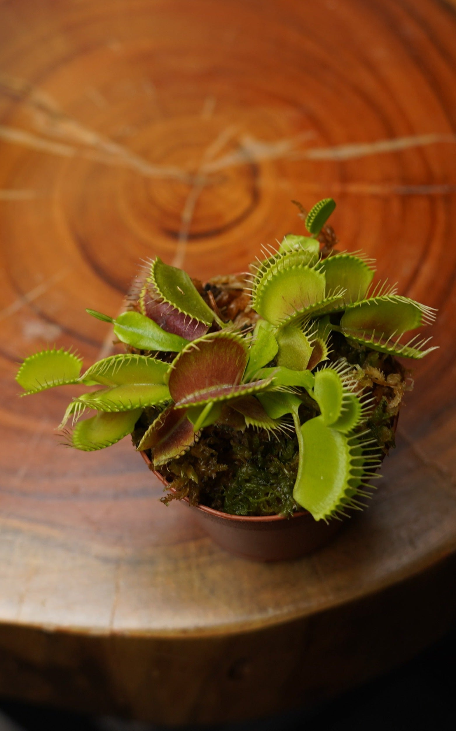 venus fly trap