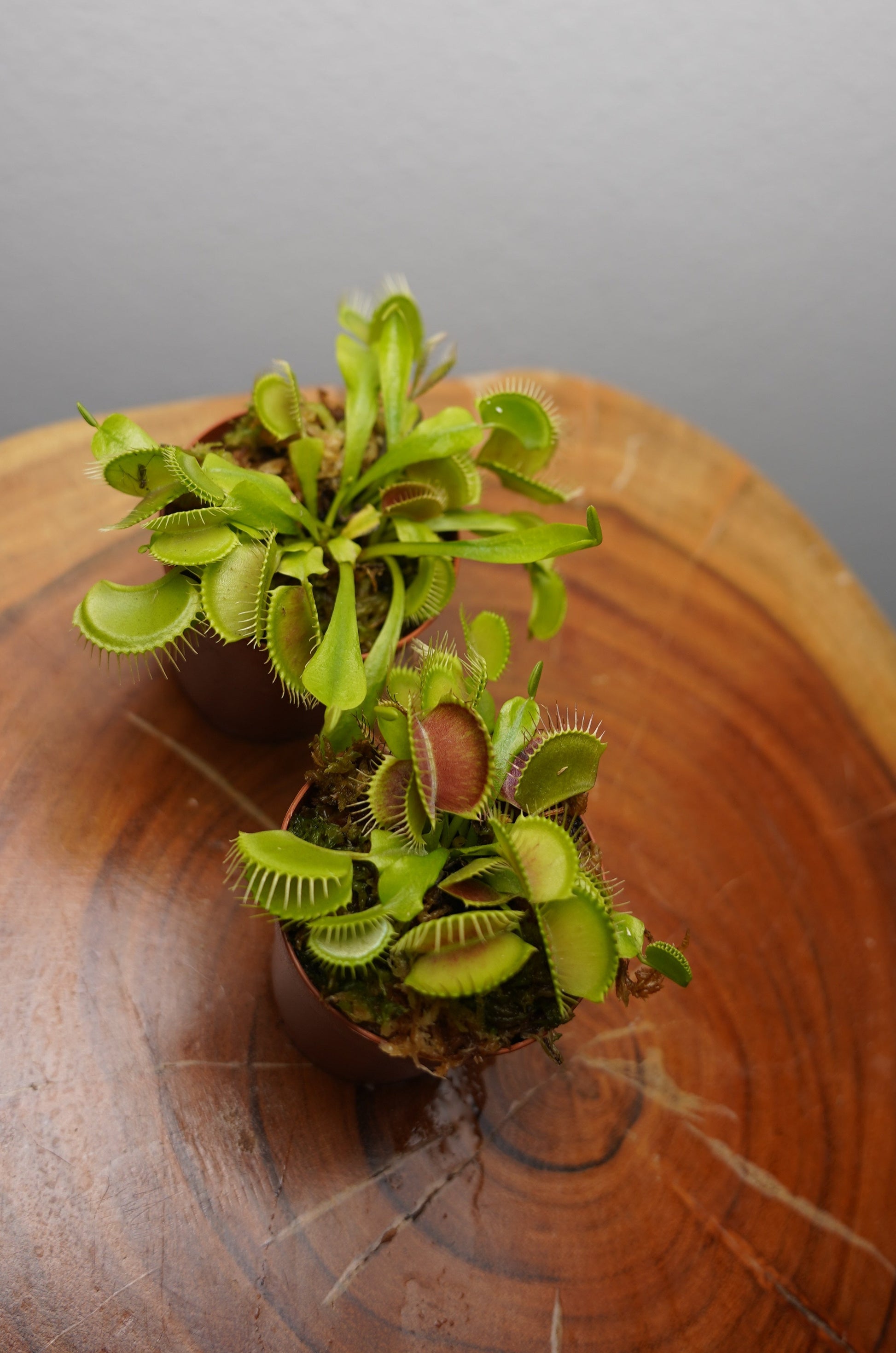 venus fly trap