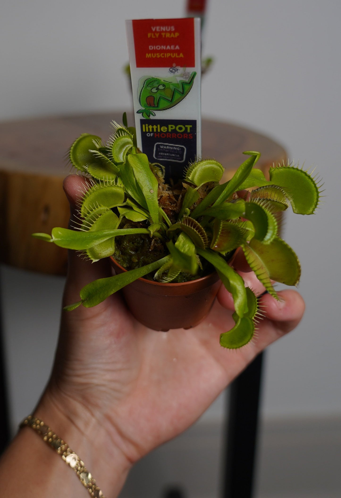 venus fly trap