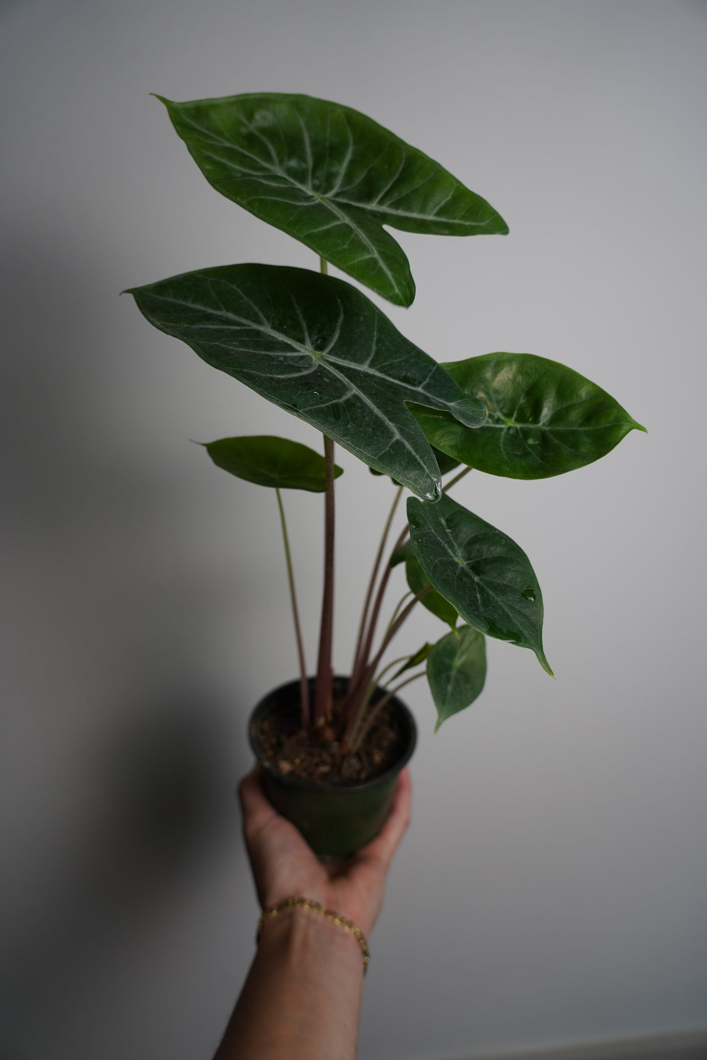 ALOCASIA ✌️