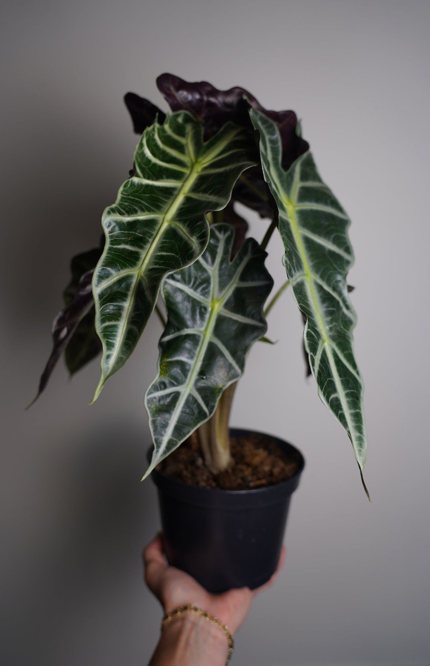 alocasia amazonica