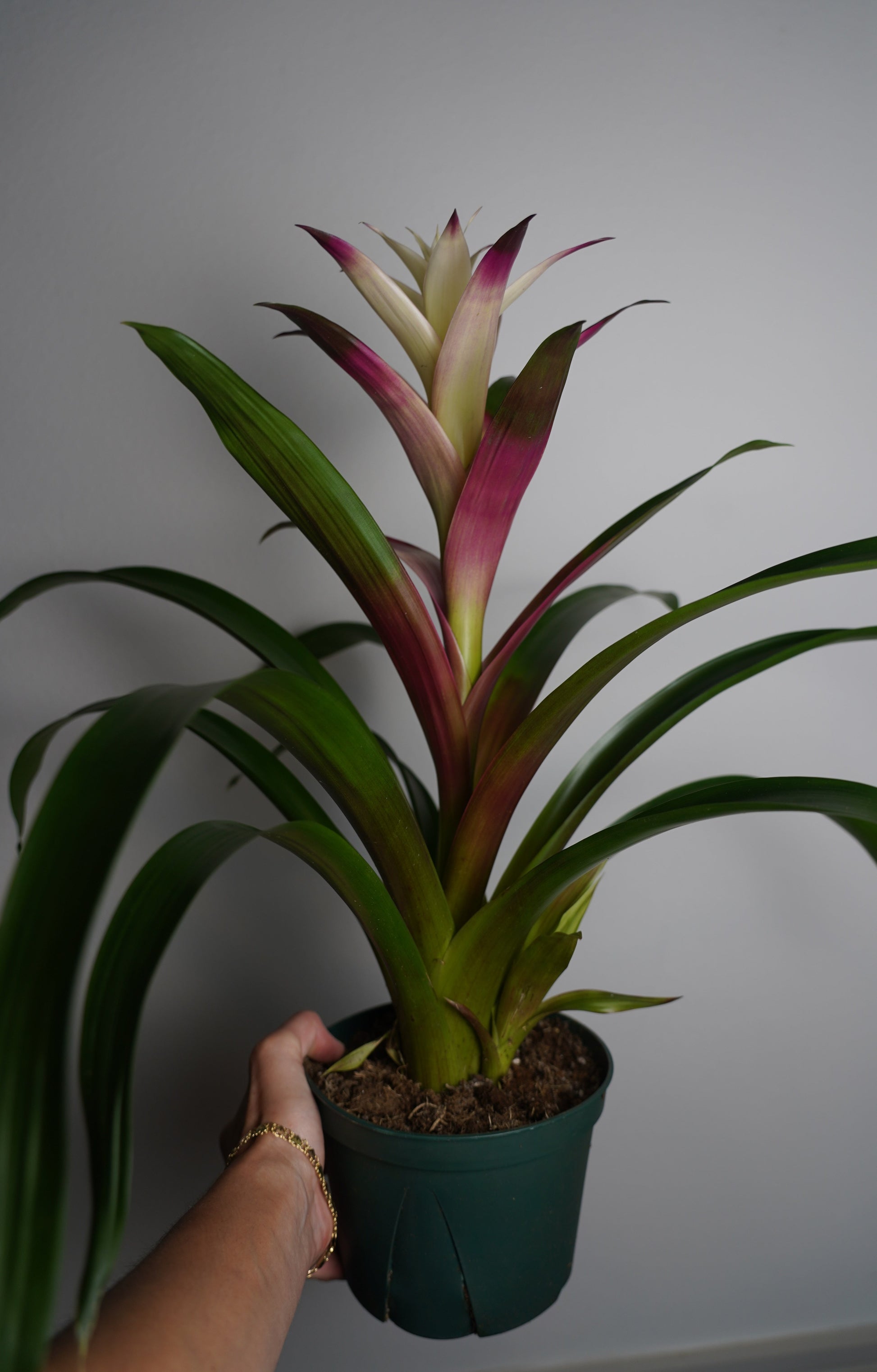 white bromeliad