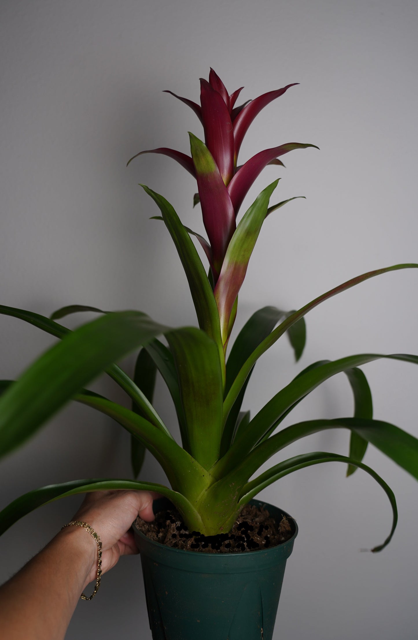 purple bromeliad