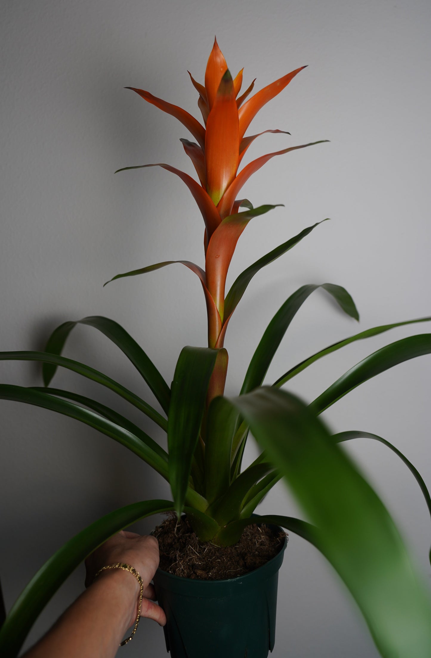 orange bromeliad