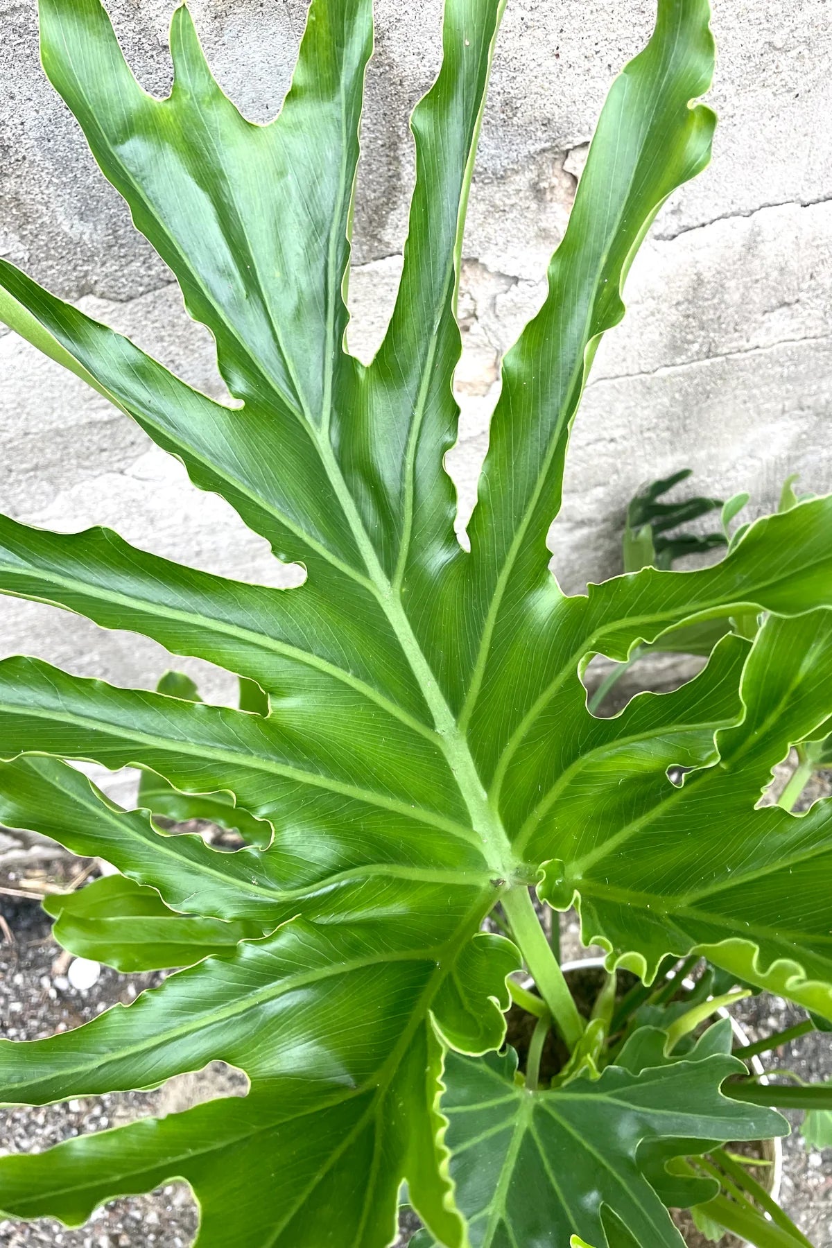 Philodendron shangri la