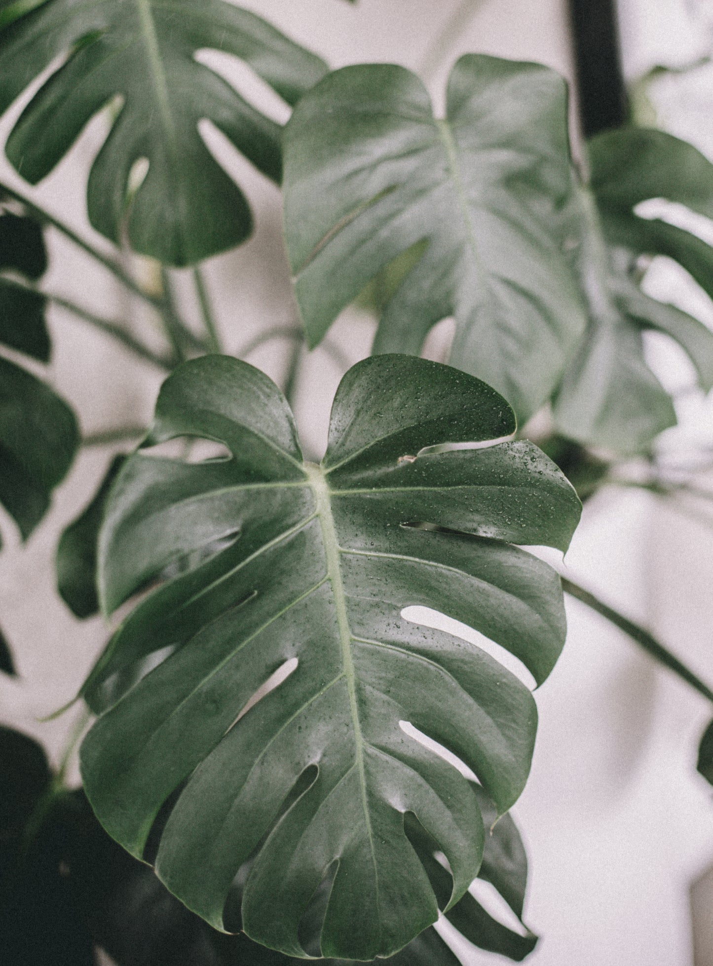 MONSTERA DELICIOSA